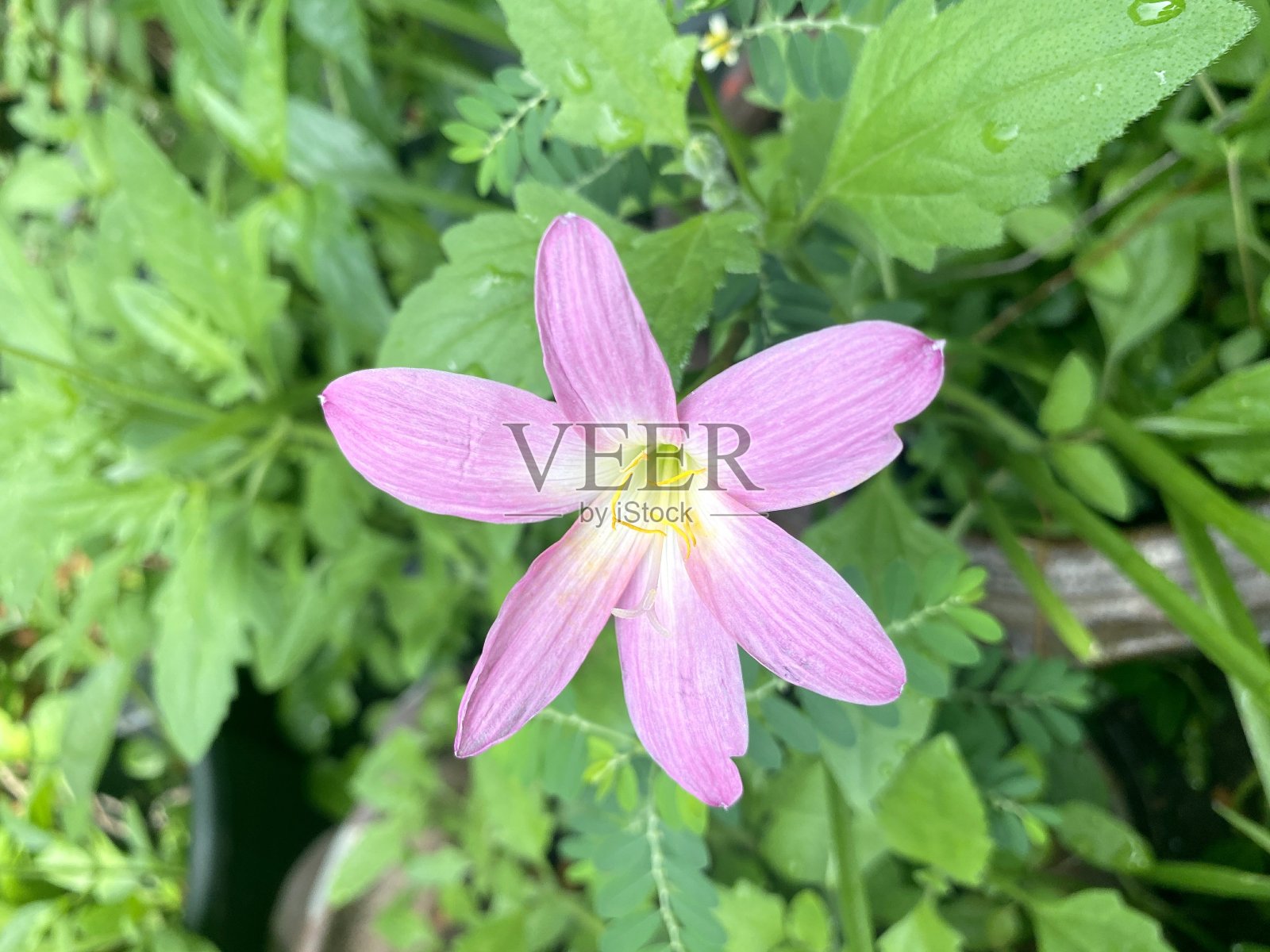 风向花在自然花园照片摄影图片