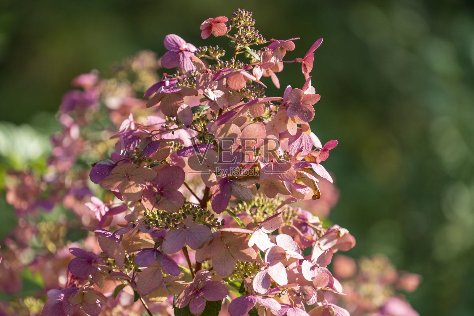 绣球花的特写在一个模糊的背景照片摄影图片