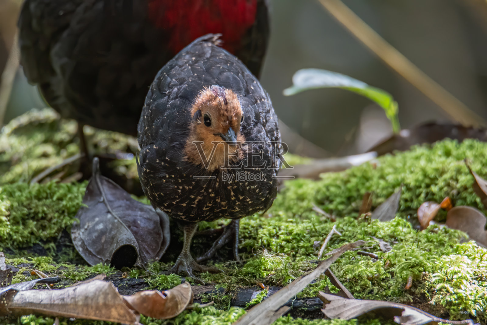 自然野生鸟类,深丛林雨林中的红头鹧鸪,是婆罗洲岛的特有种照片摄影图片
