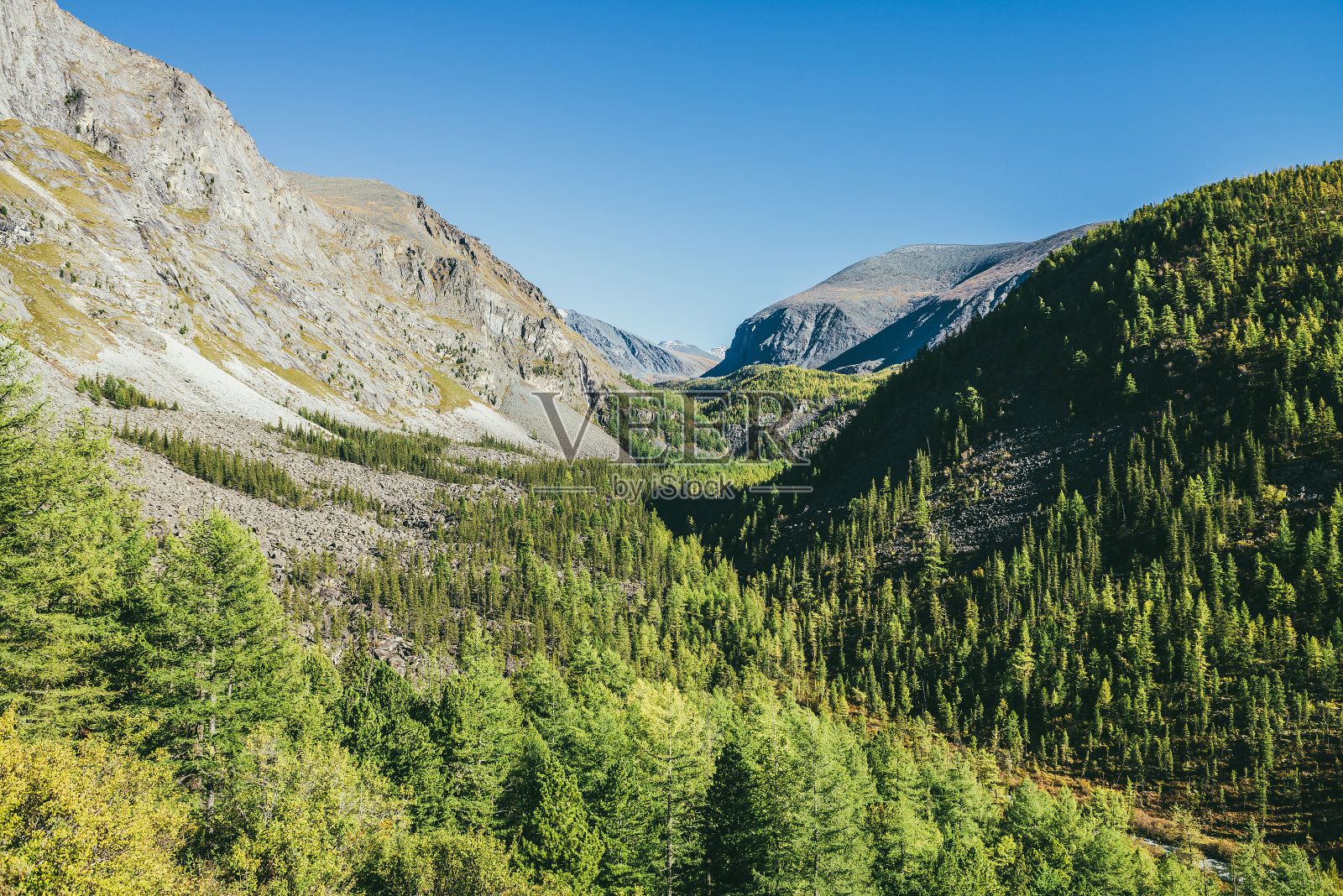 风景秀丽的阳光高山景观与狭窄的山谷和绿色的山脉与针叶林的落叶松在蓝天下。阳光下的大山。阳光下美丽的绿色高地景色。照片摄影图片