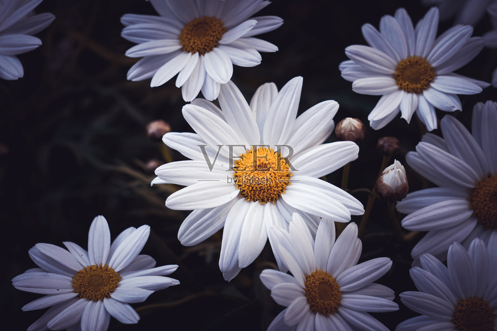 浪漫的白色雏菊在春天盛开照片摄影图片