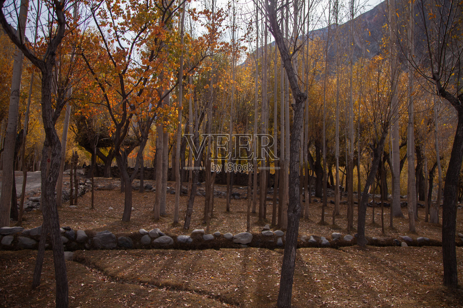 秋天的树木照片摄影图片