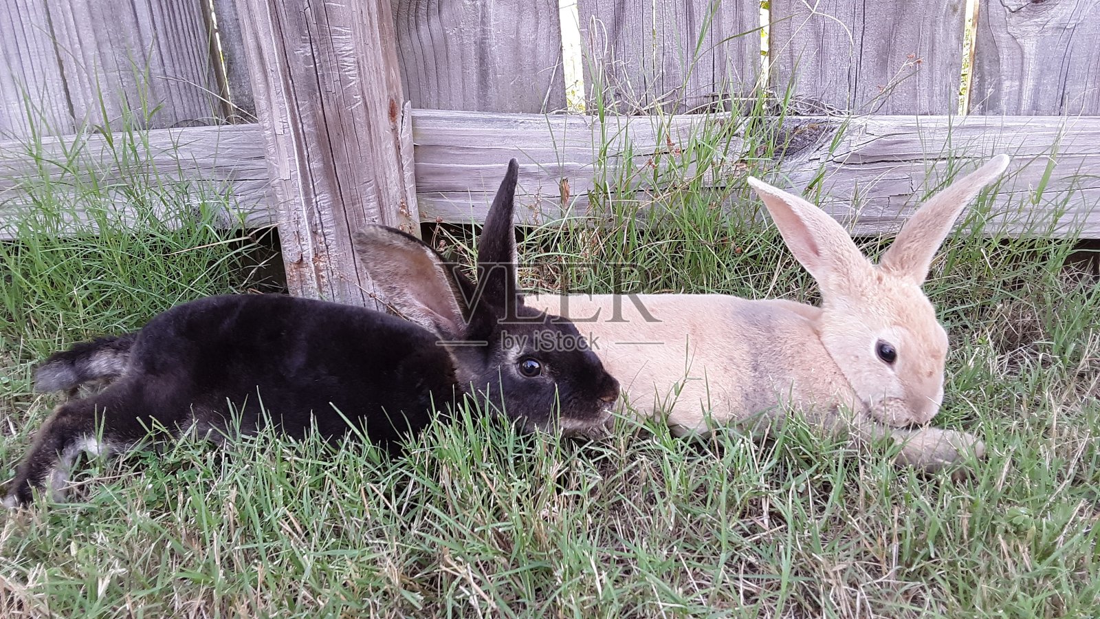小兔子照片摄影图片