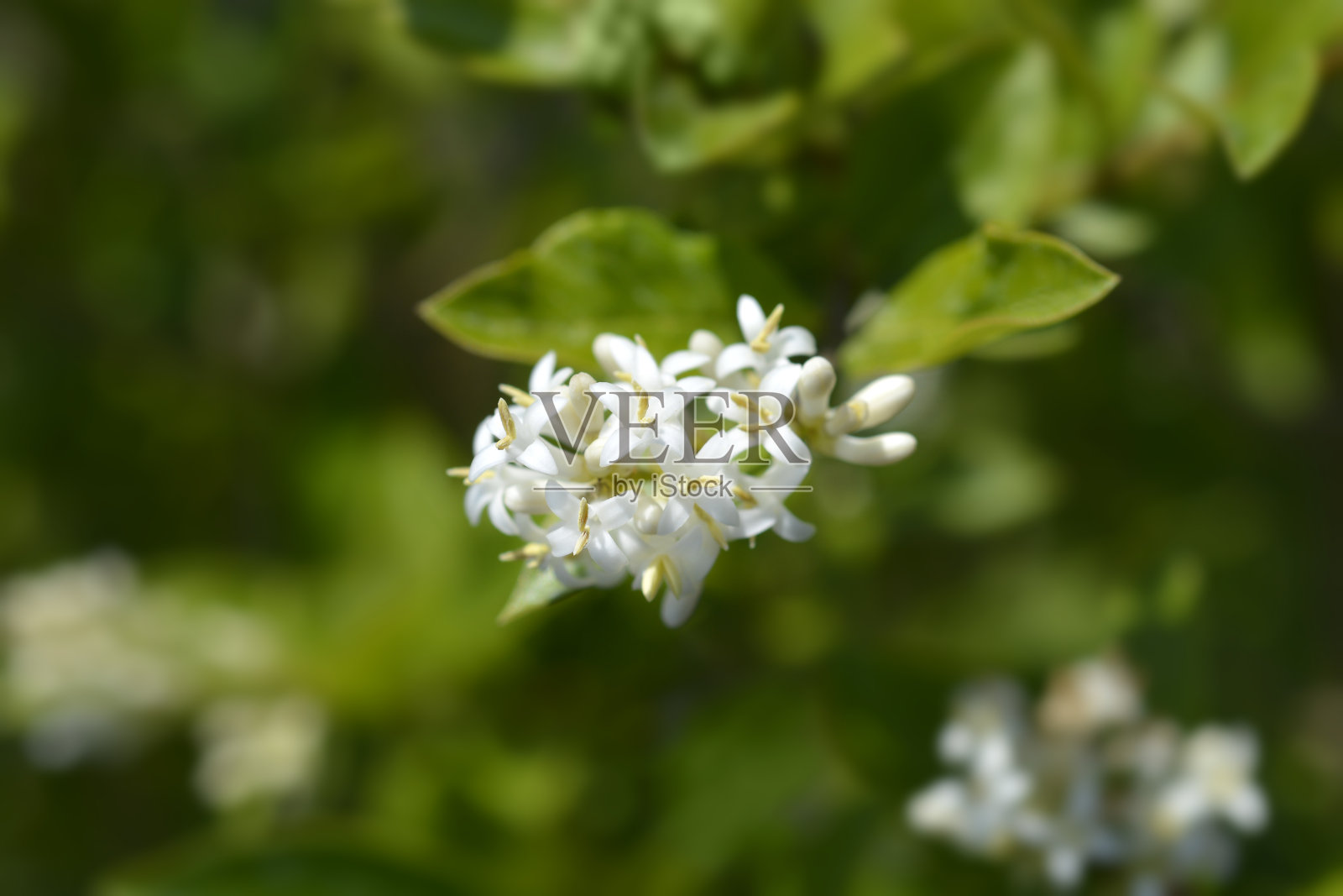 Oval-leaved女贞照片摄影图片