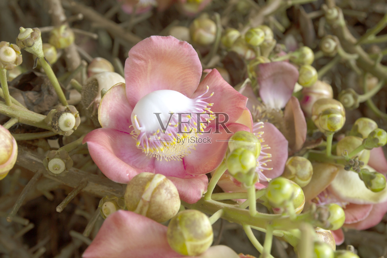 萨尔花(炮弹树)由花朵、嫩枝和芽组成照片摄影图片