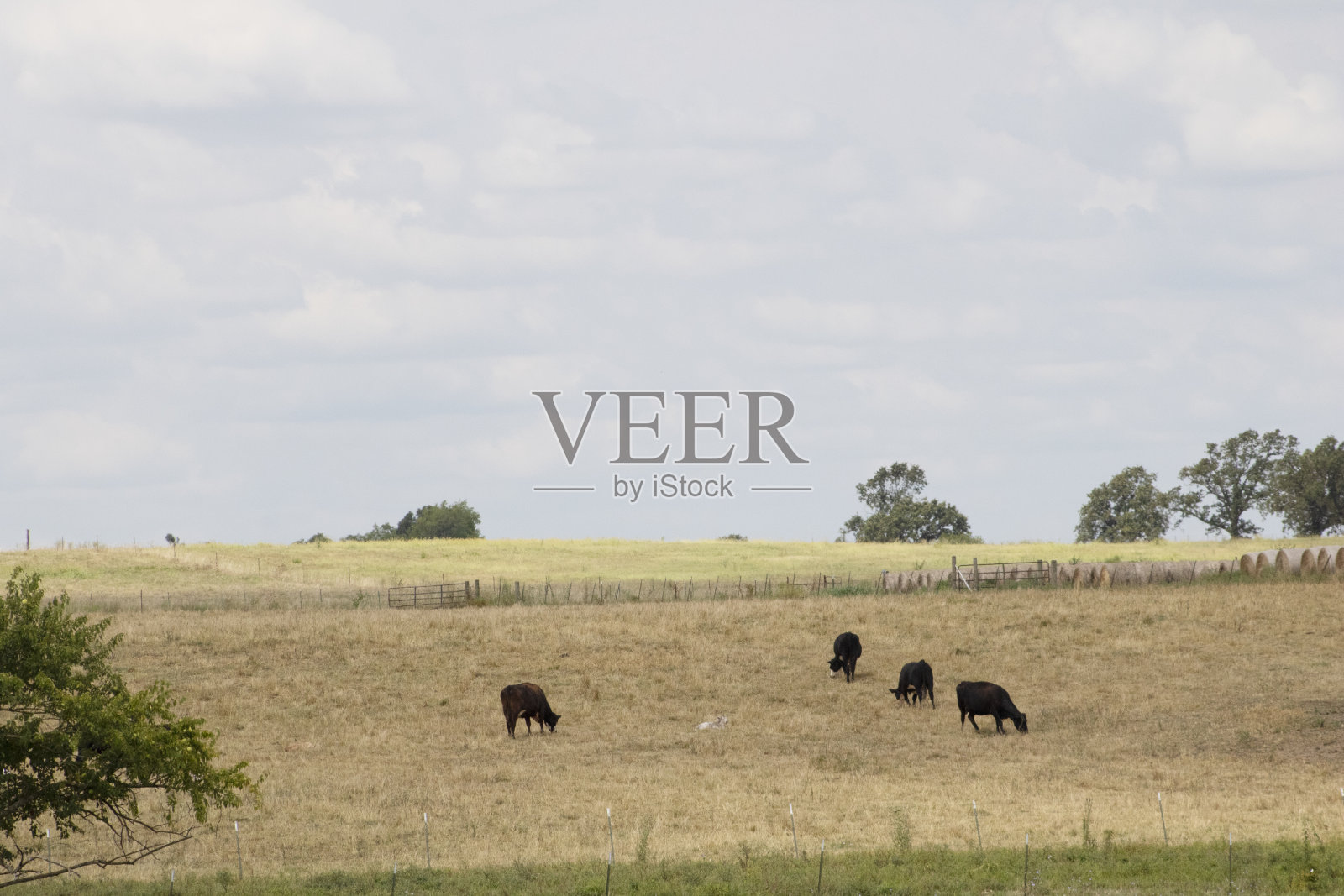 四头牛在围着篱笆的牧场上吃草,一只小山羊坐在中间照片摄影图片