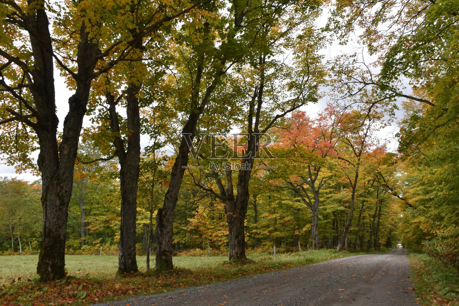 枫的路线照片摄影图片