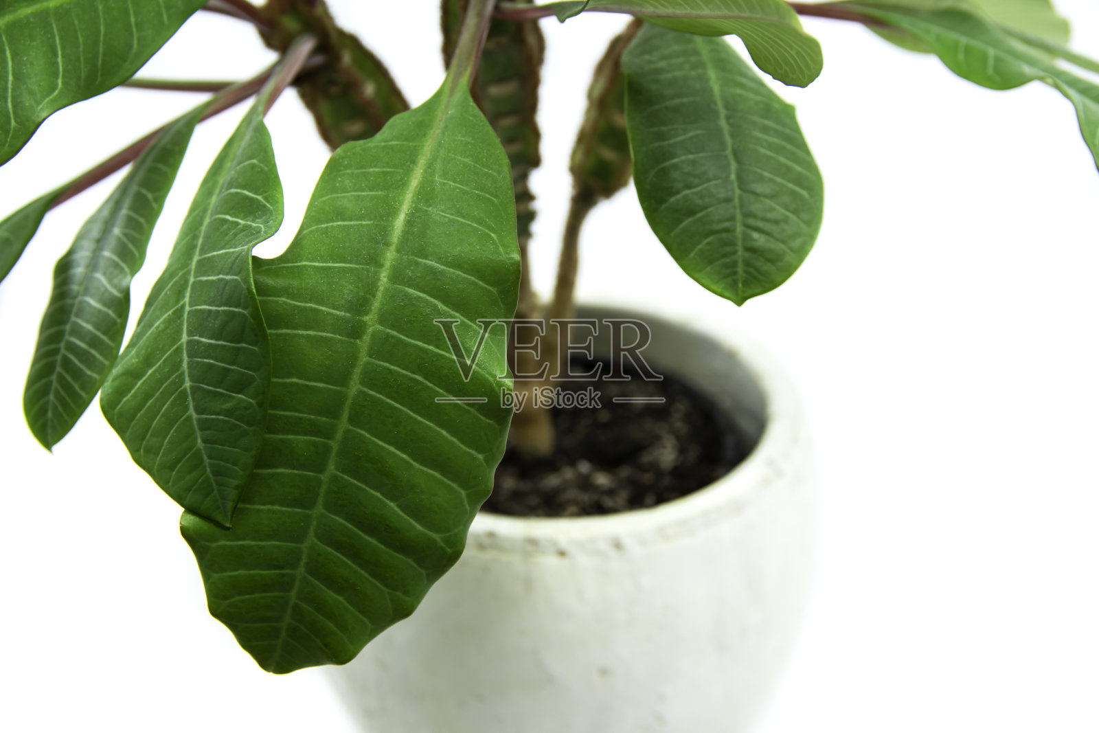 尤弗比亚·勒科内乌拉家庭植物照片摄影图片