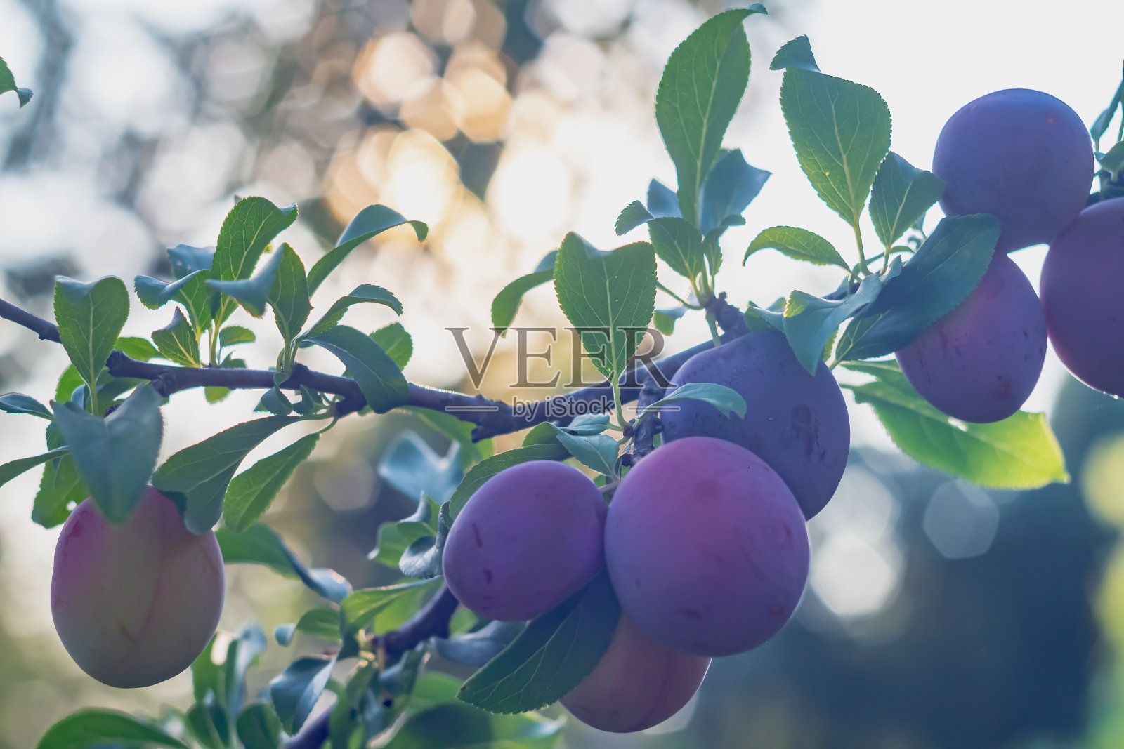 紫色的樱桃李子在阳光下成熟在树上,美丽的bokeh在晚上照片摄影图片