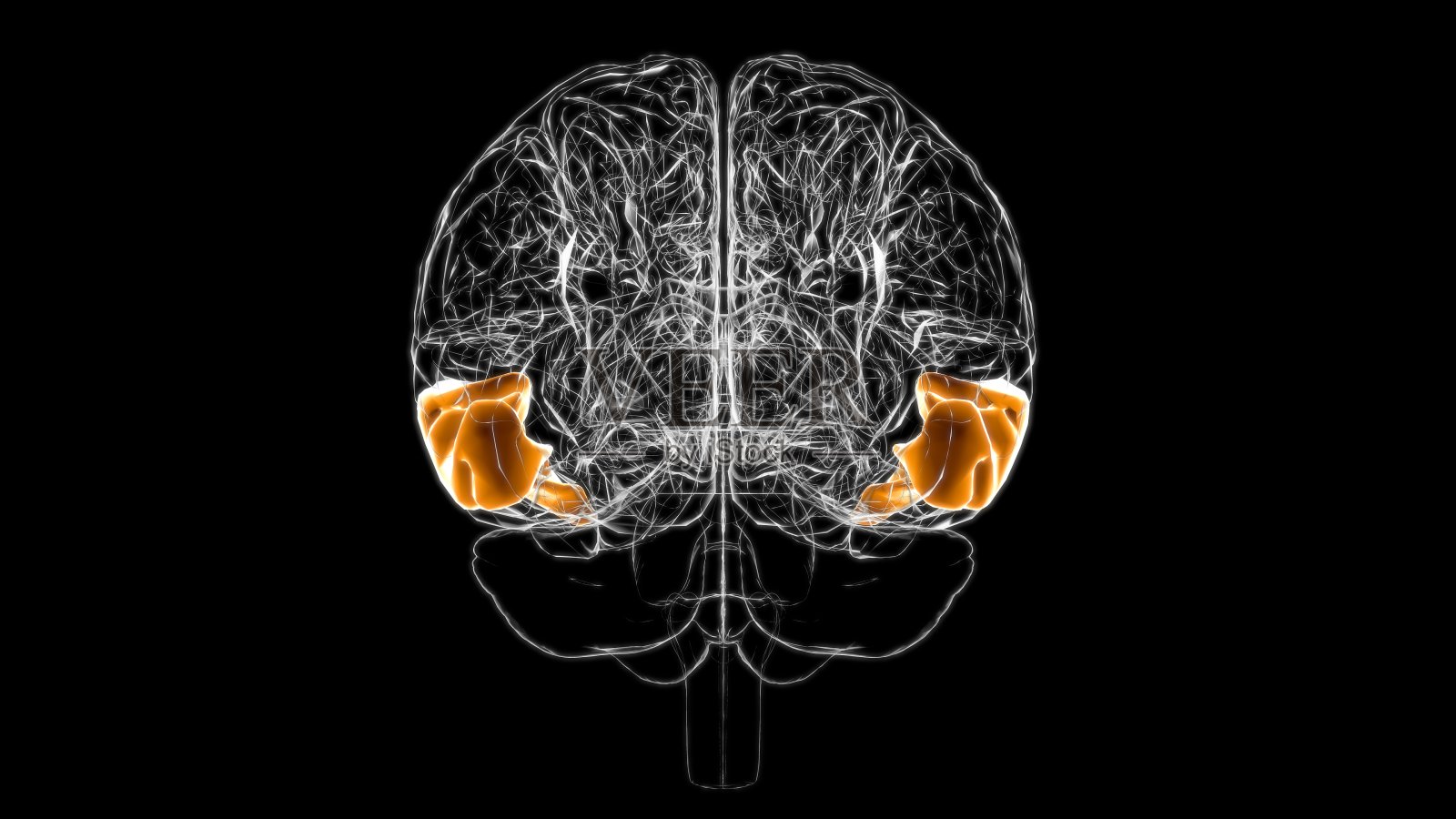 脑中颞回解剖医学概念3D照片摄影图片