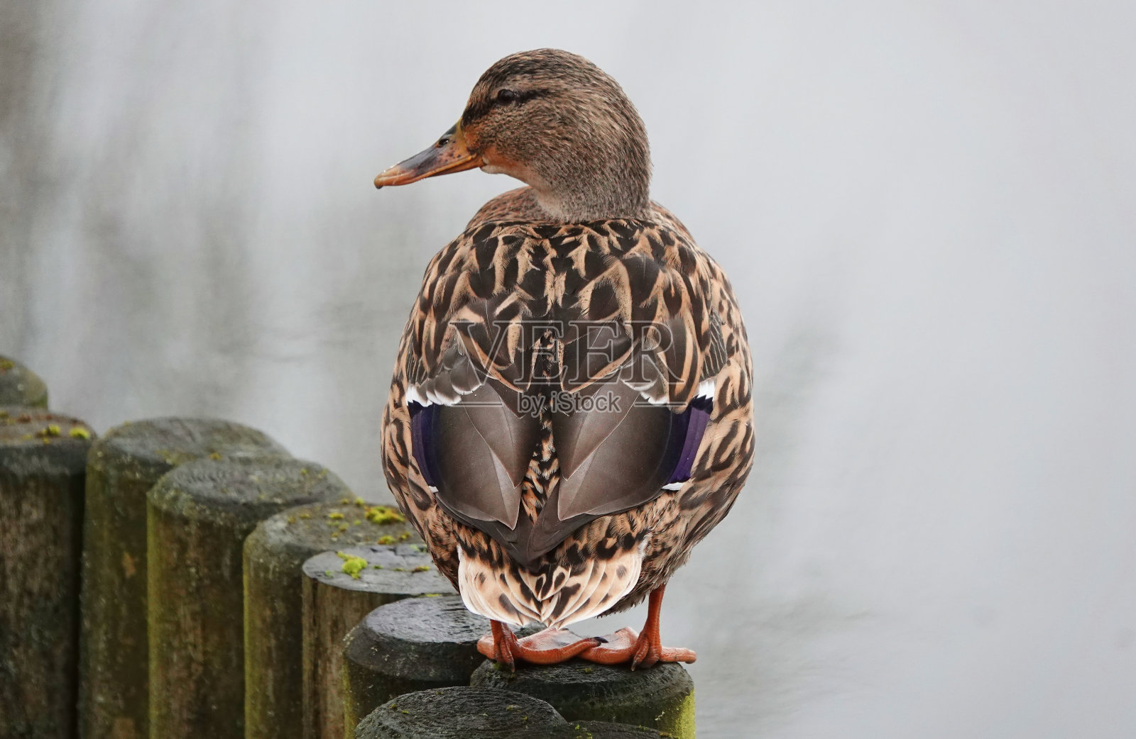 一张漂亮的照片,一只母绿头鸭栖息在灰色背景下的低矮木栅栏上。照片摄影图片