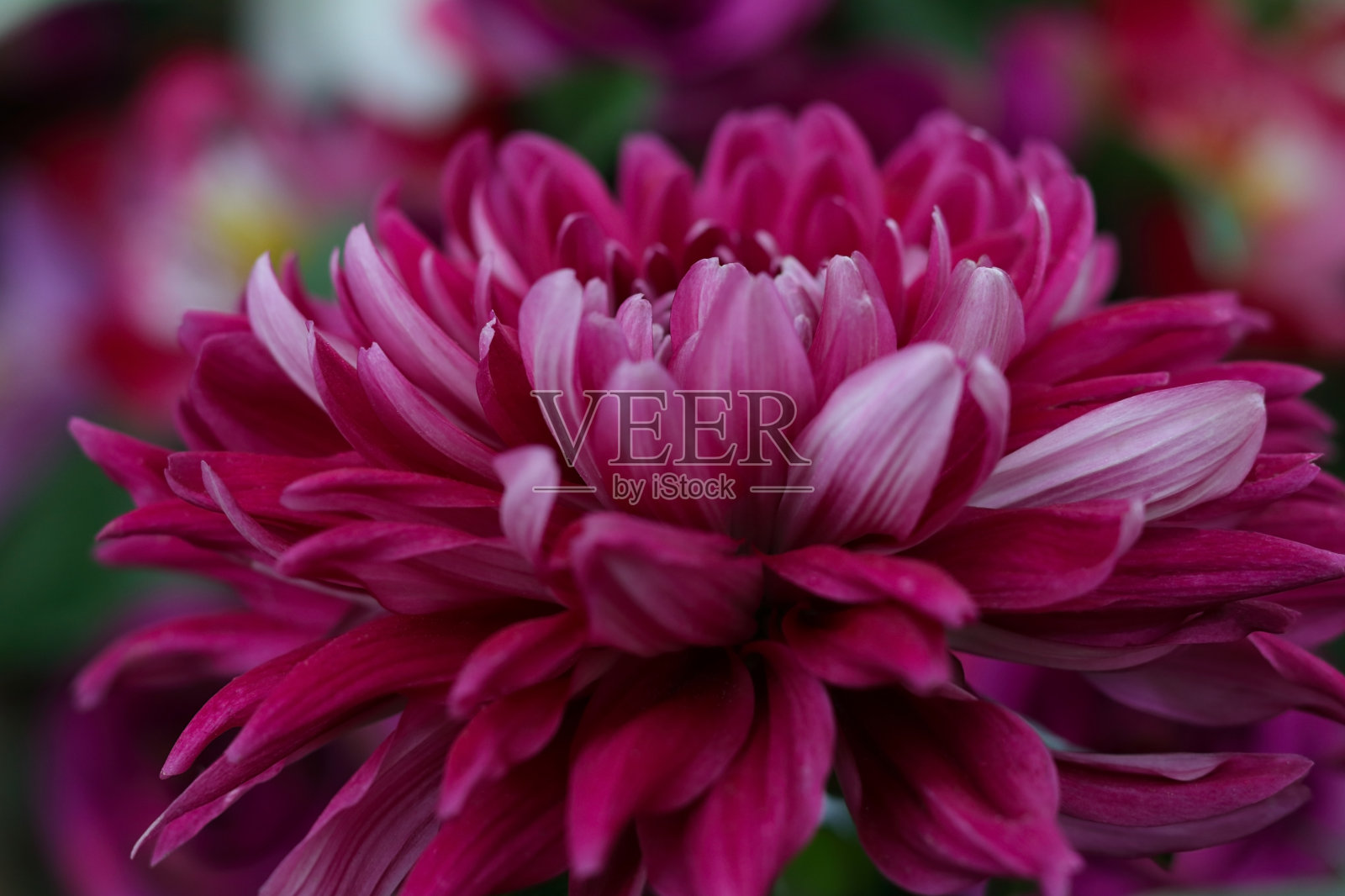 美丽的粉红色菊花在其他菊花的背景上。选择性聚焦菊花花瓣。盛开的秋天大丽花。村庄的季节性园艺。夏季开花。照片摄影图片