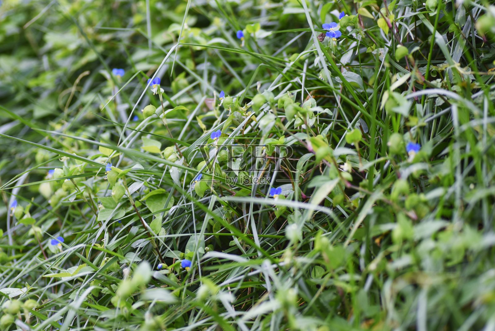 亚细亚鸭跖草。照片摄影图片