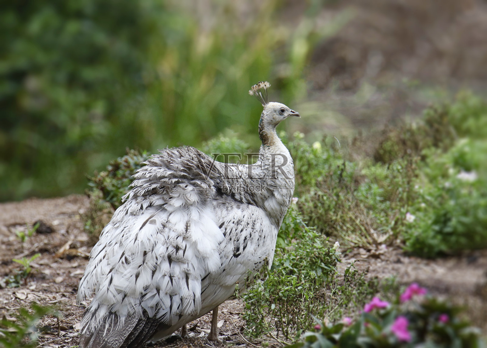 印度雌孔雀(leucistic)照片摄影图片