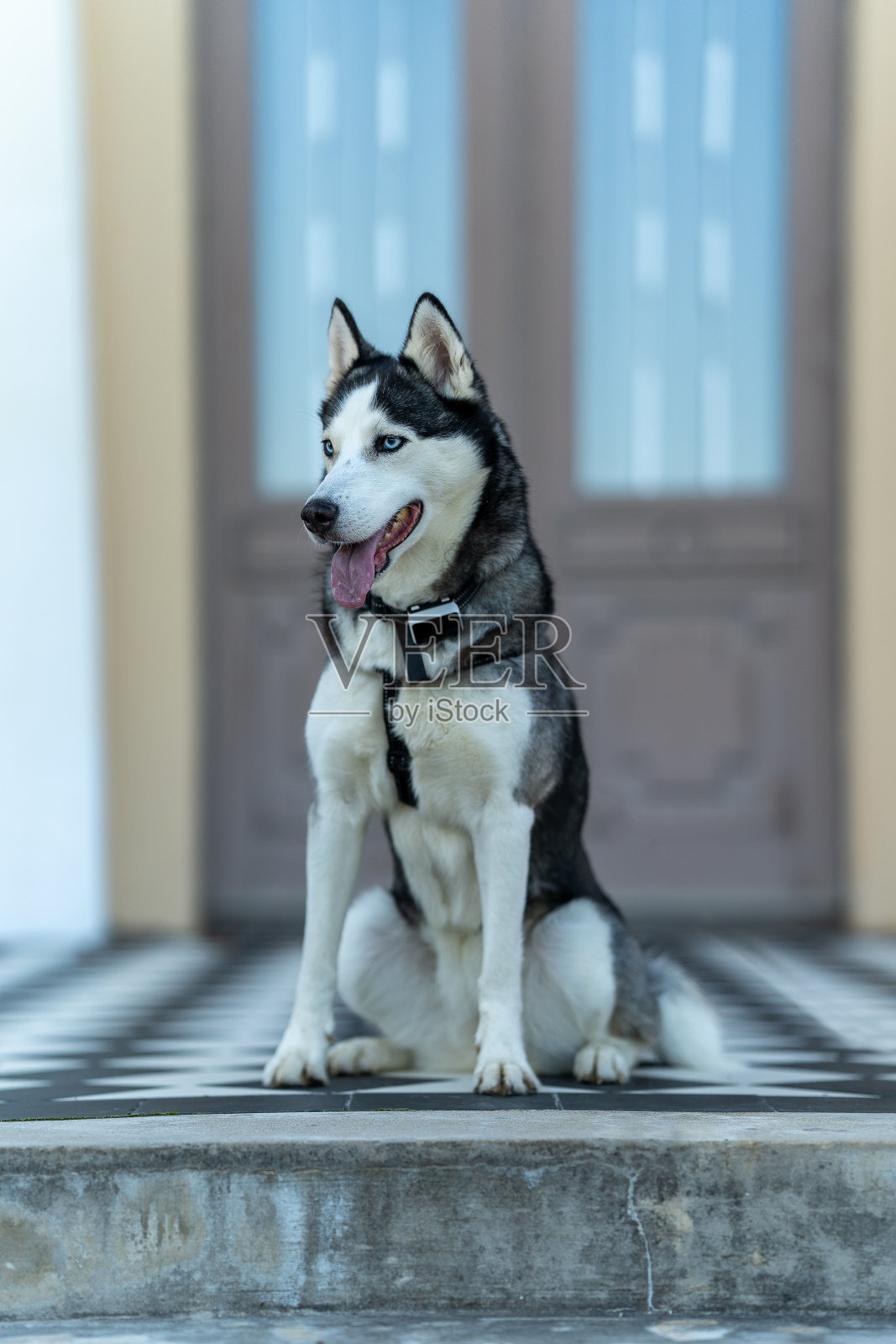 哈士奇犬的品种照片摄影图片