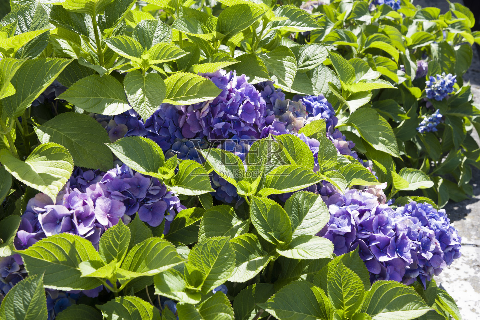 蓝色绣球,花的自然背景,绿色和紫色,夏季花卉照片摄影图片