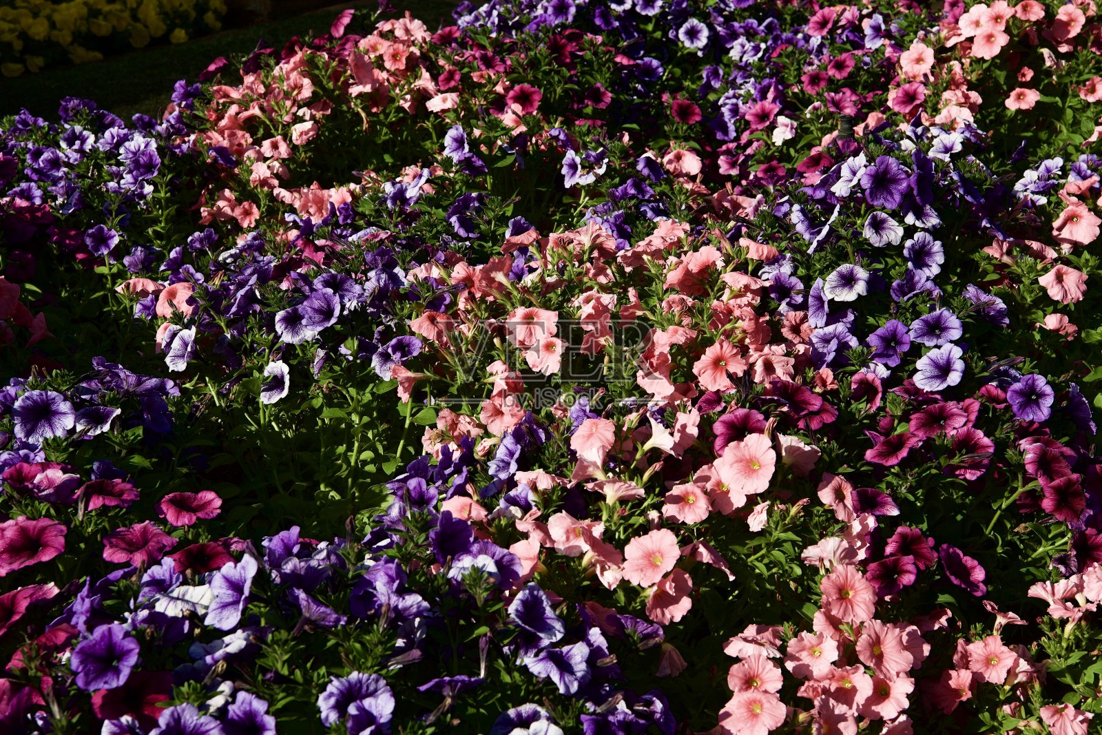 佩妮颜色爆炸!照片摄影图片