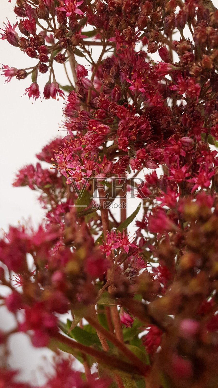 白色背景上有粉色小花,并留有复制空间照片摄影图片