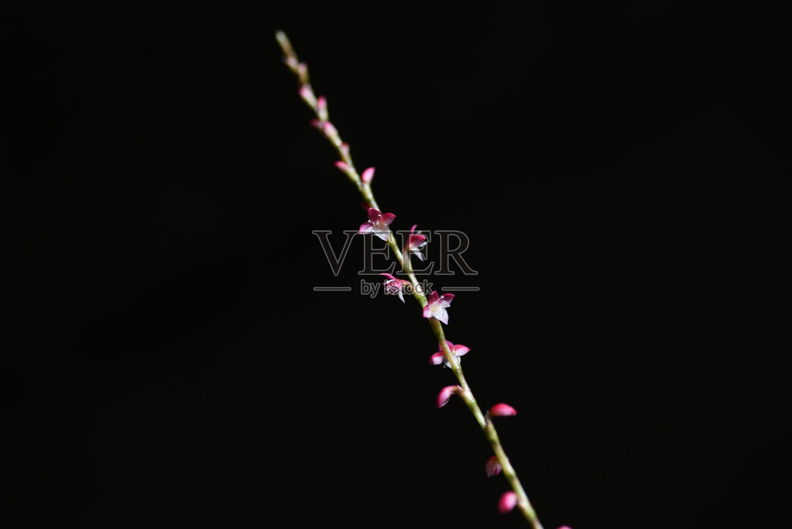 Jumpseed花。照片摄影图片