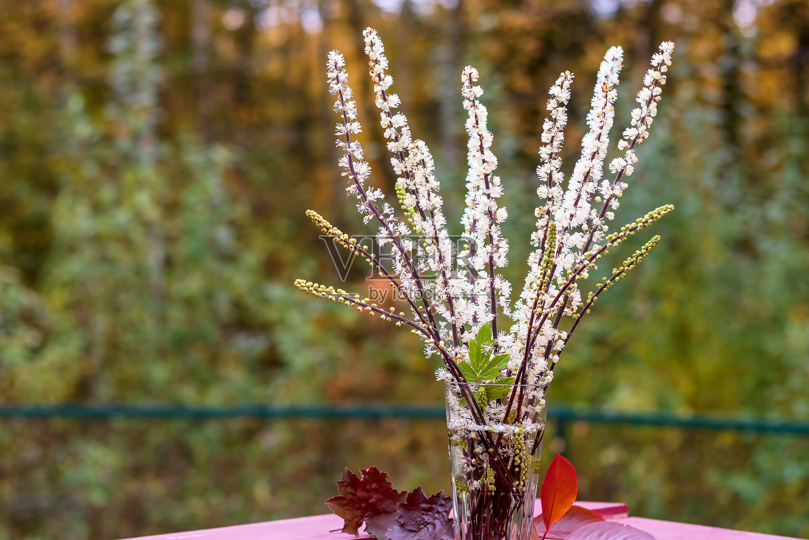 在一个玻璃花瓶里有一束美丽的黑升麻或毛茛科多年生升麻的雪白枝条。照片摄影图片