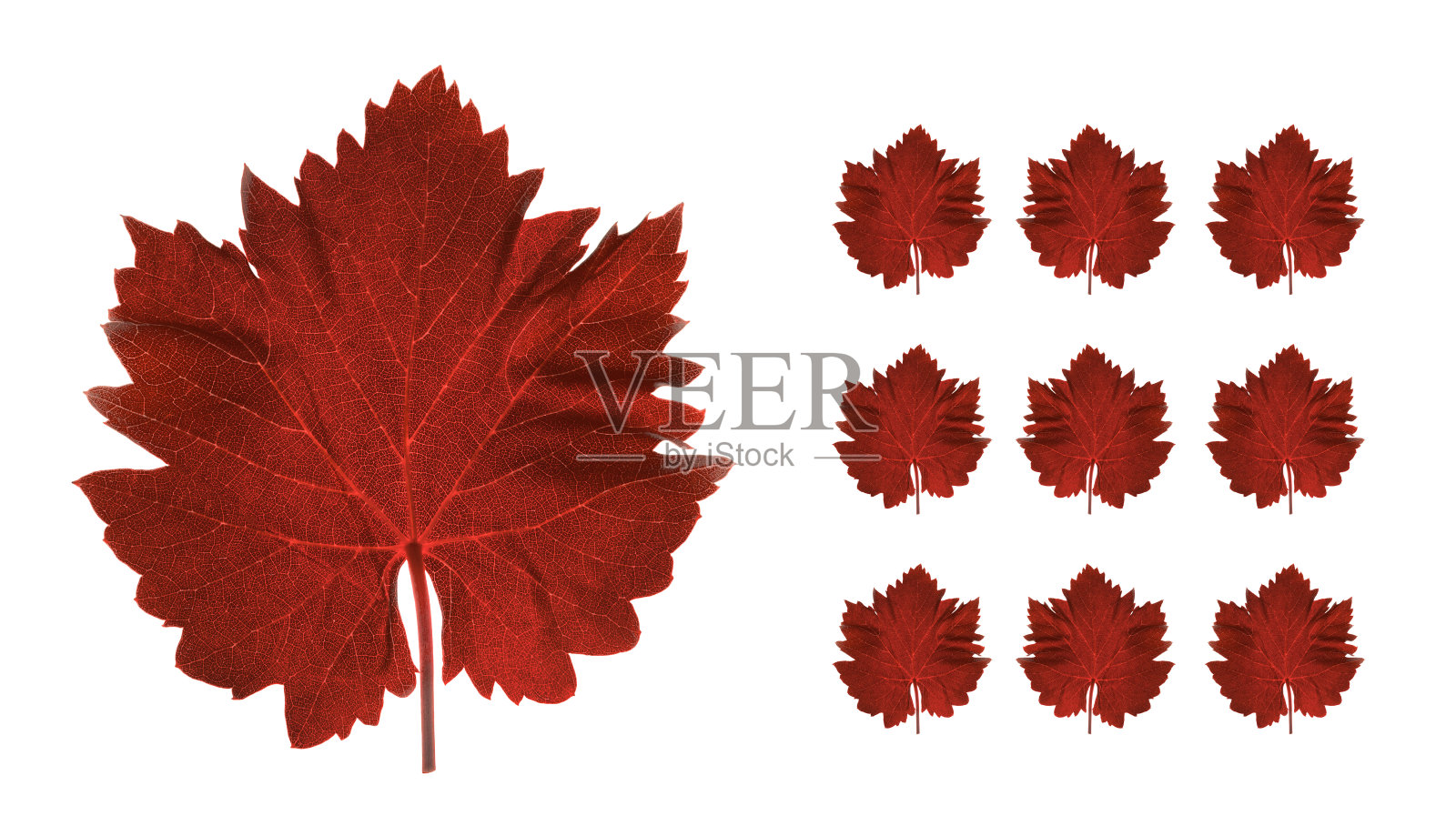 红葡萄叶照片摄影图片