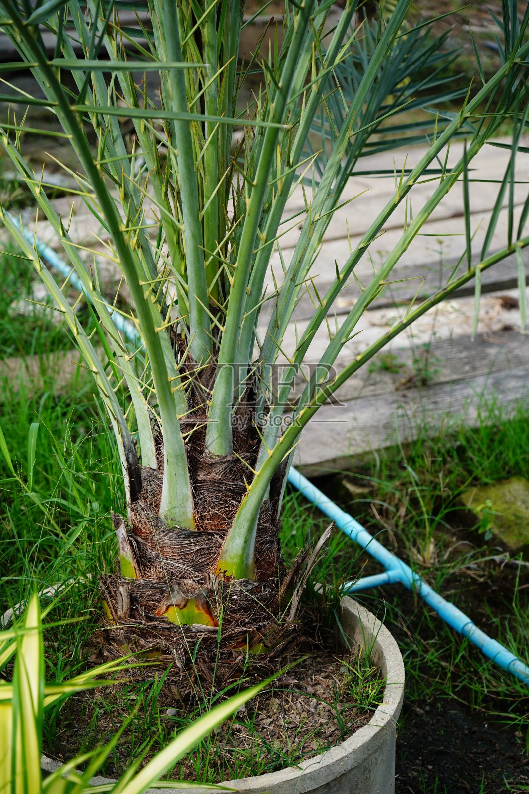枣椰树树照片摄影图片