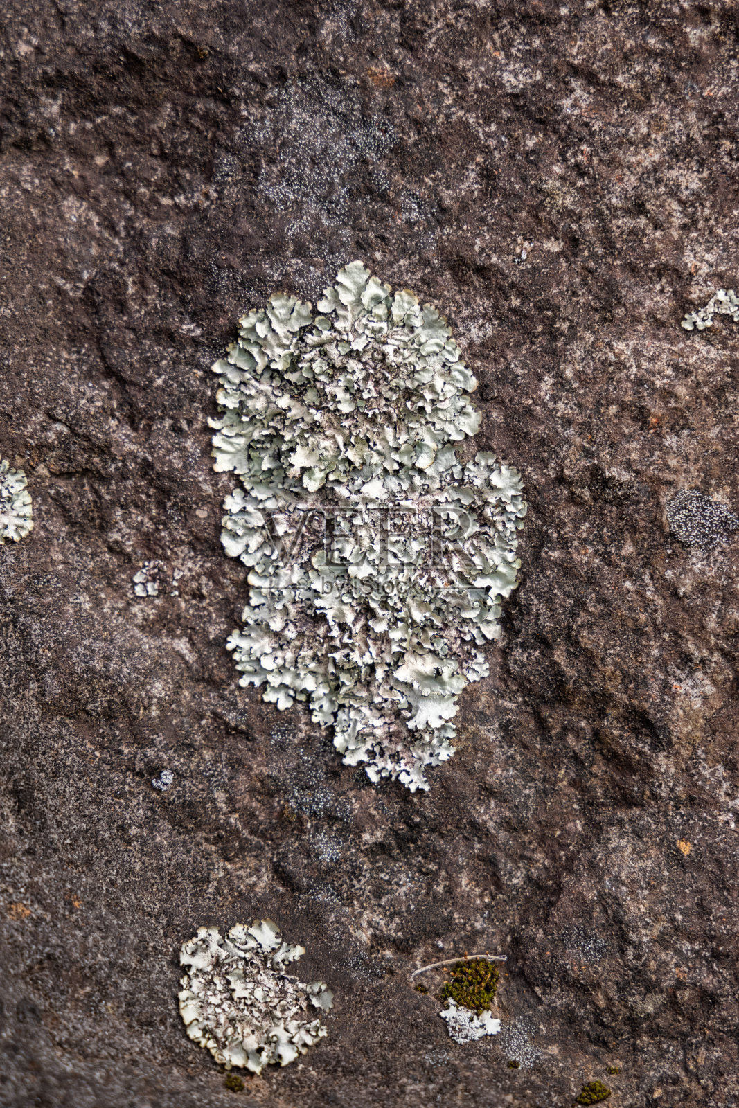 石头上的地衣照片摄影图片