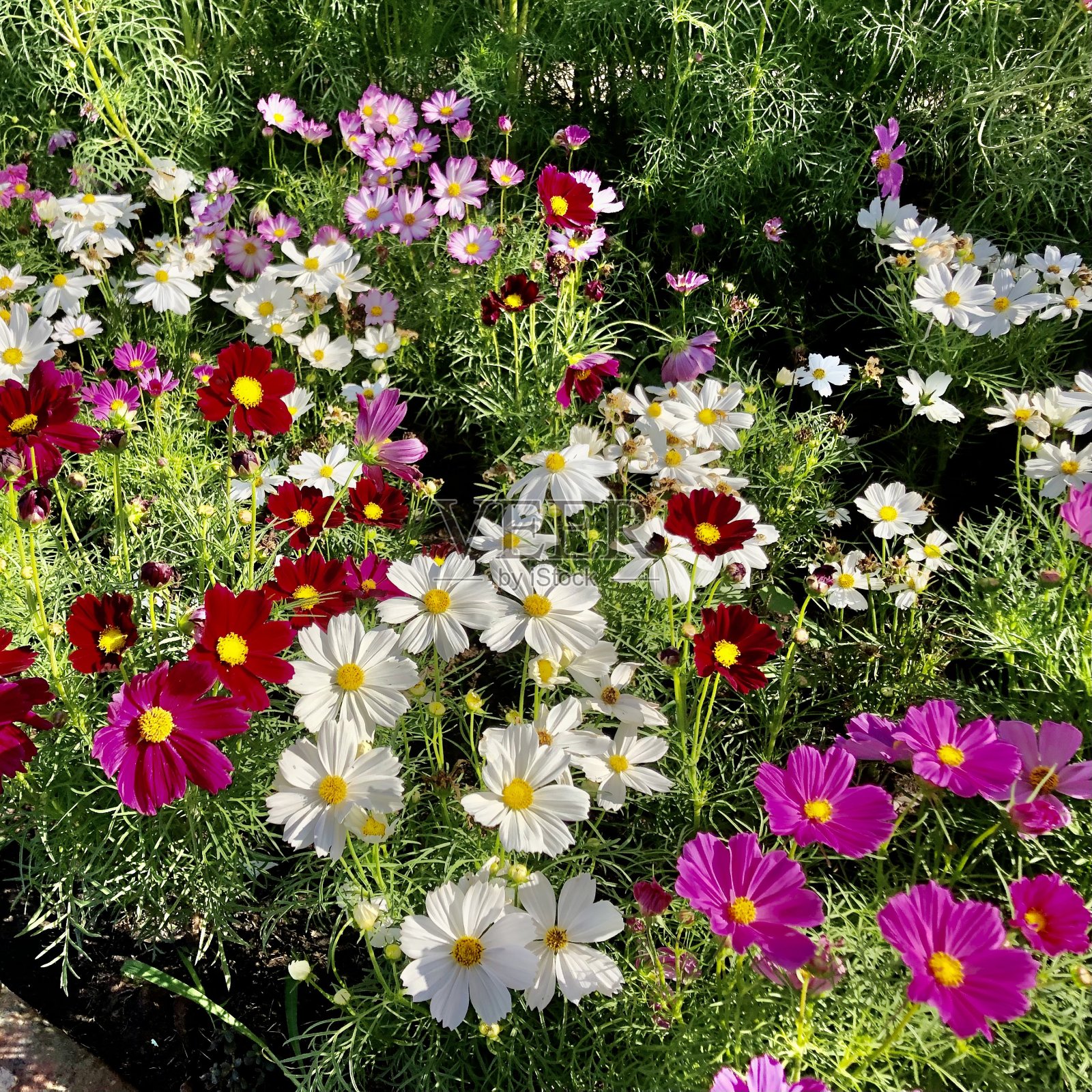 五彩缤纷的宇宙在花园里照片摄影图片