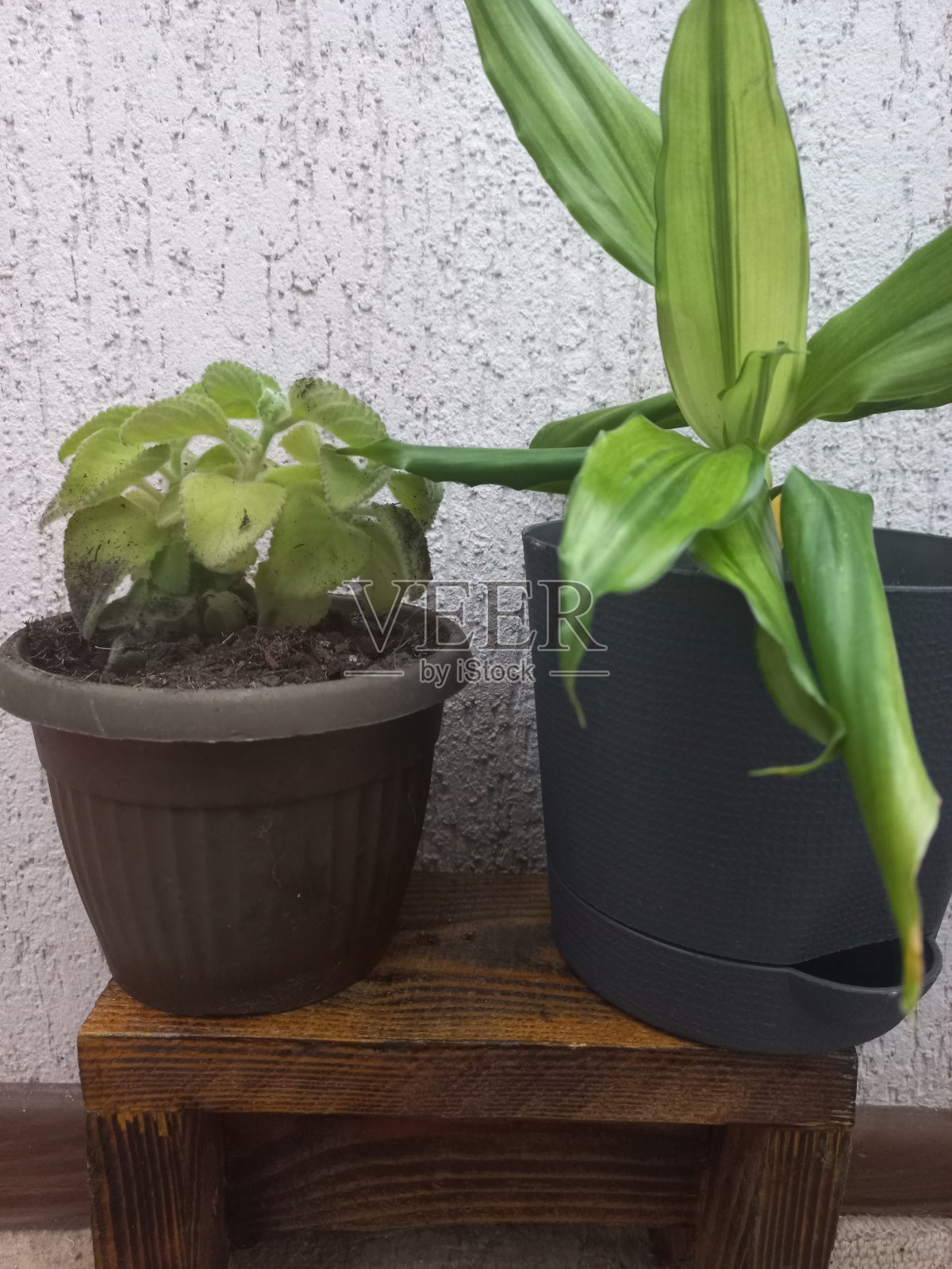 绿色的花照片摄影图片