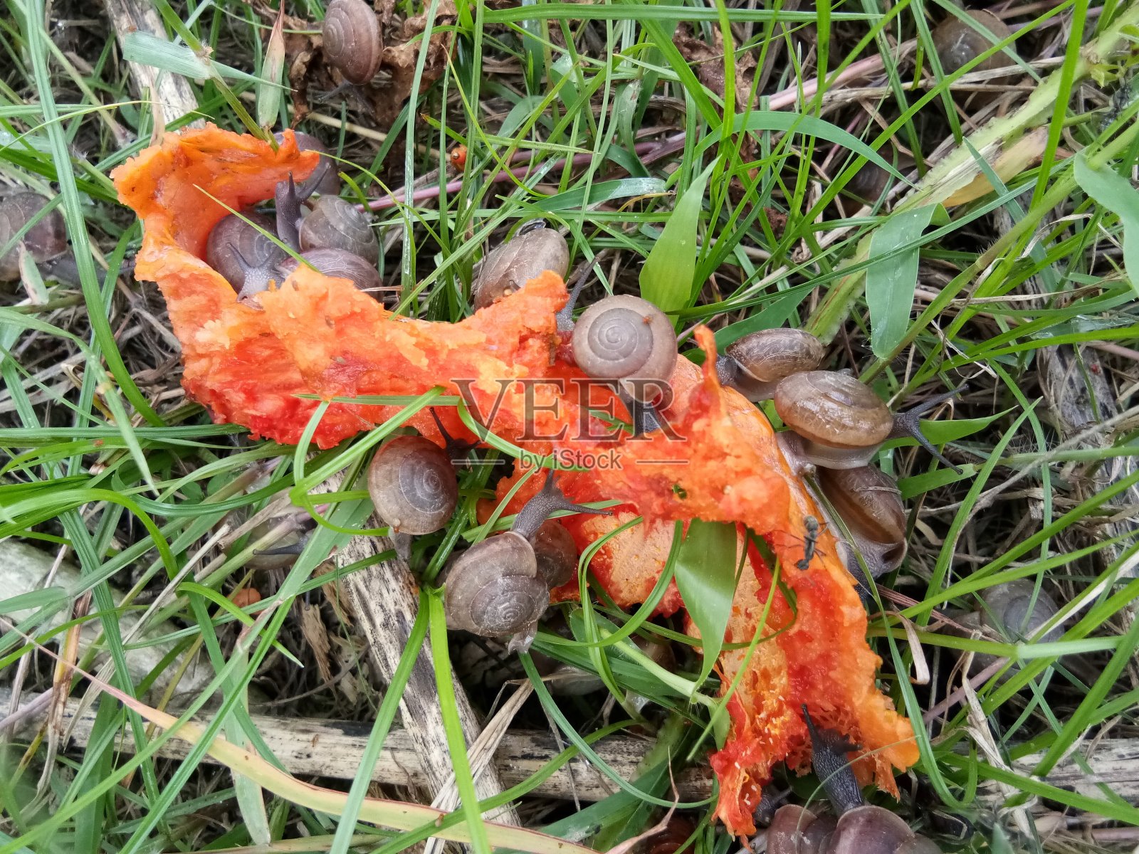 蜗牛吃成熟的木瓜照片摄影图片