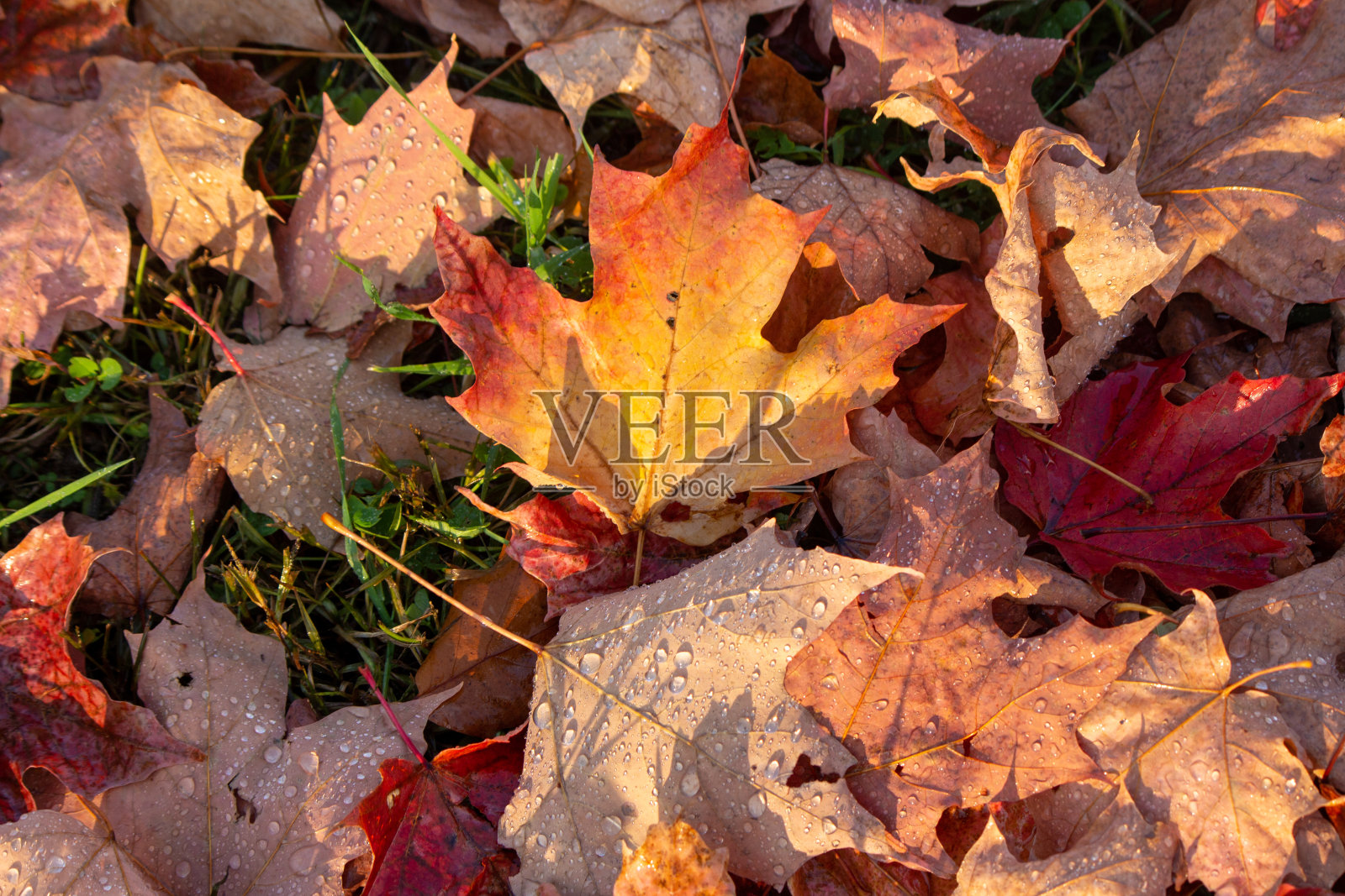落在加拿大照片摄影图片