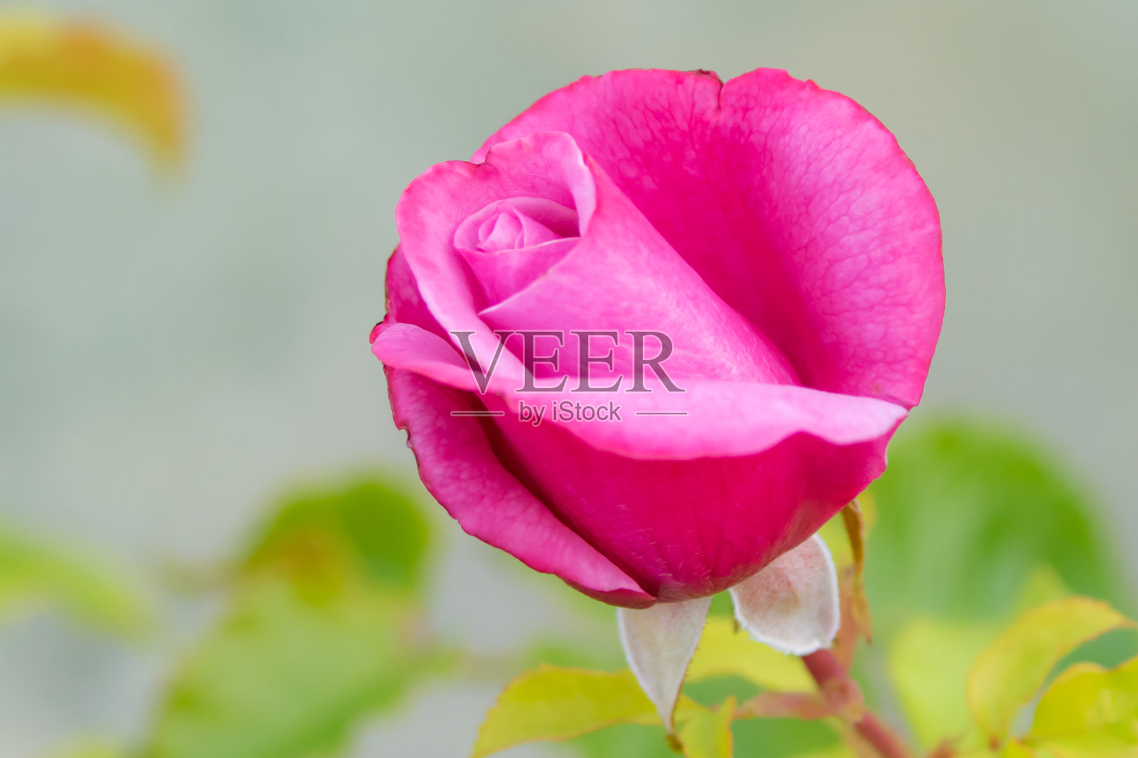 暗背景的浅粉红色和红玫瑰的细节照片摄影图片