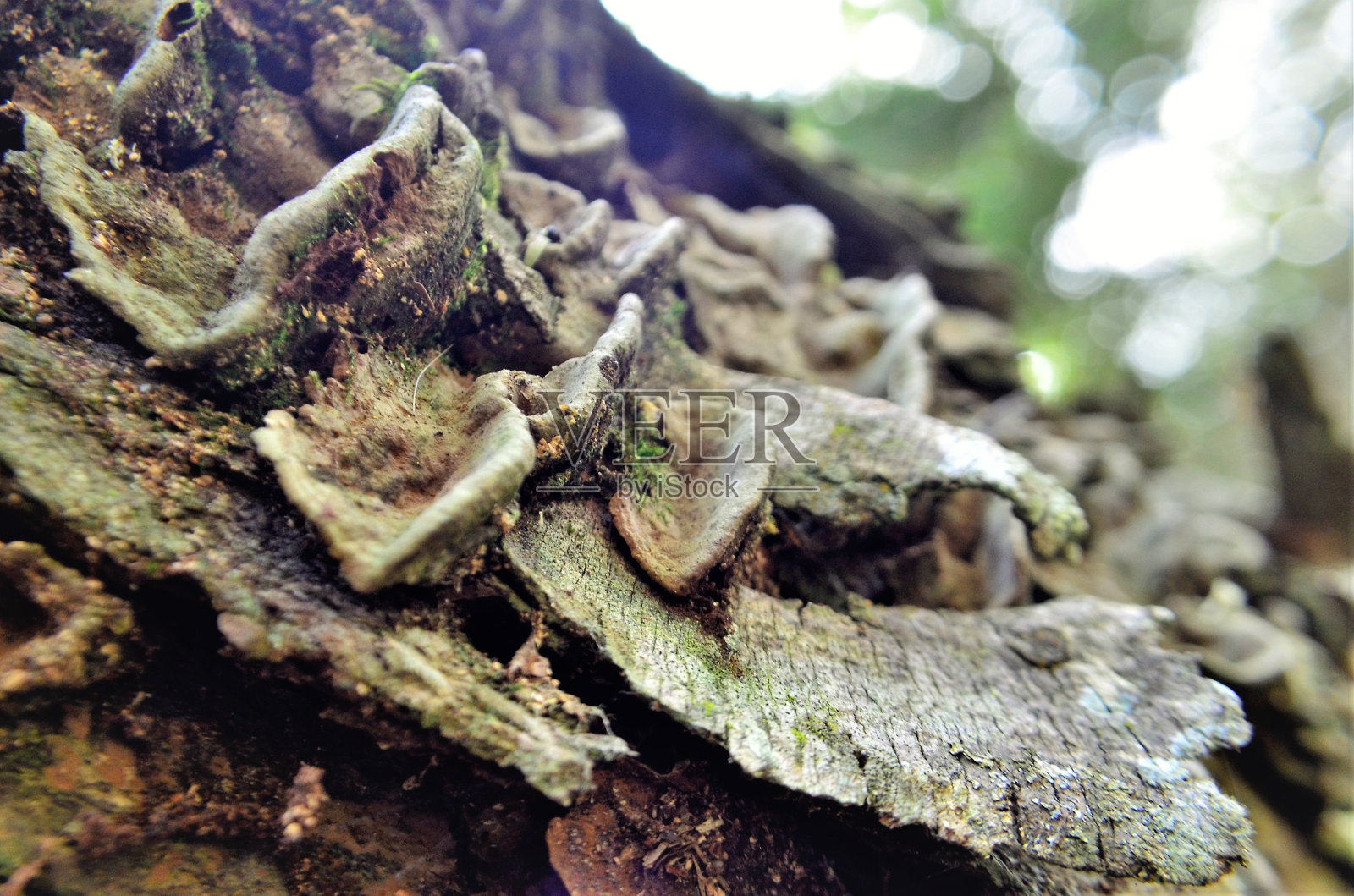森林树干上的木耳真菌照片摄影图片