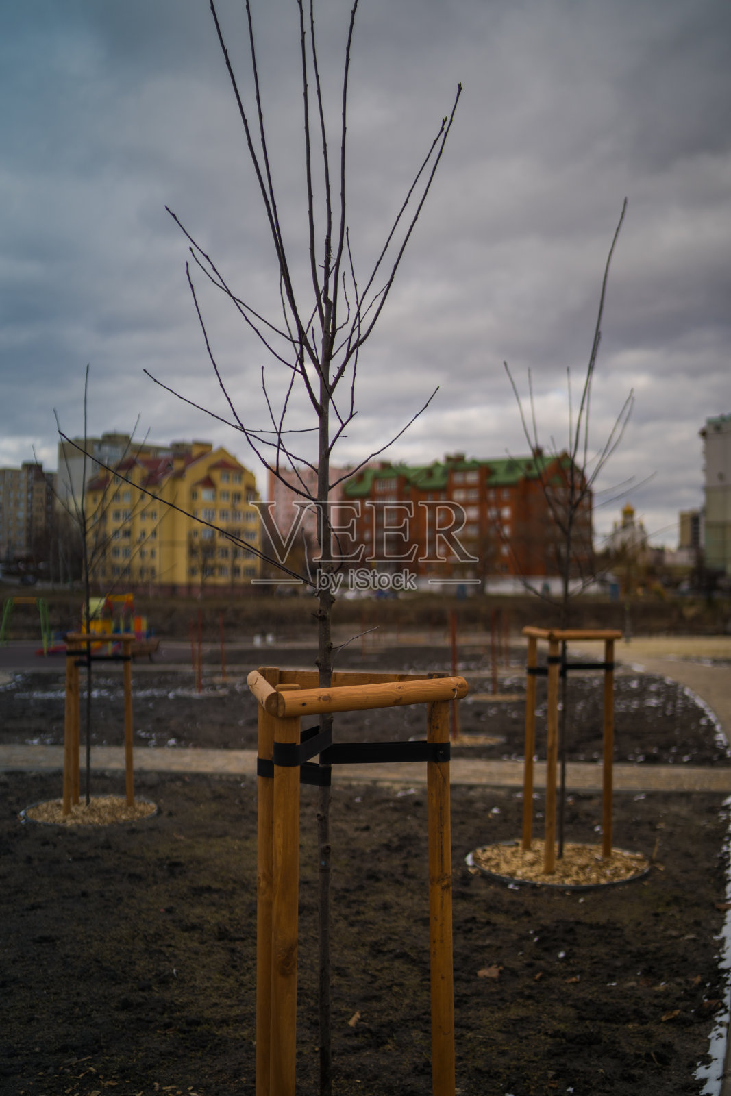 年轻的树系。新种的树,用三个木桩支撑。一棵小树苗,由木条支撑,用带子捆扎照片摄影图片