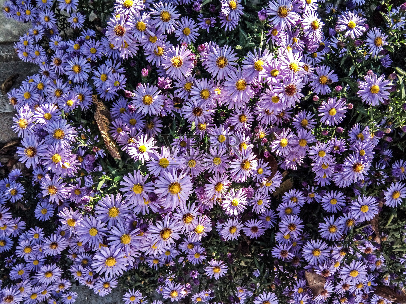 欧洲紫色米迦勒雏菊照片摄影图片