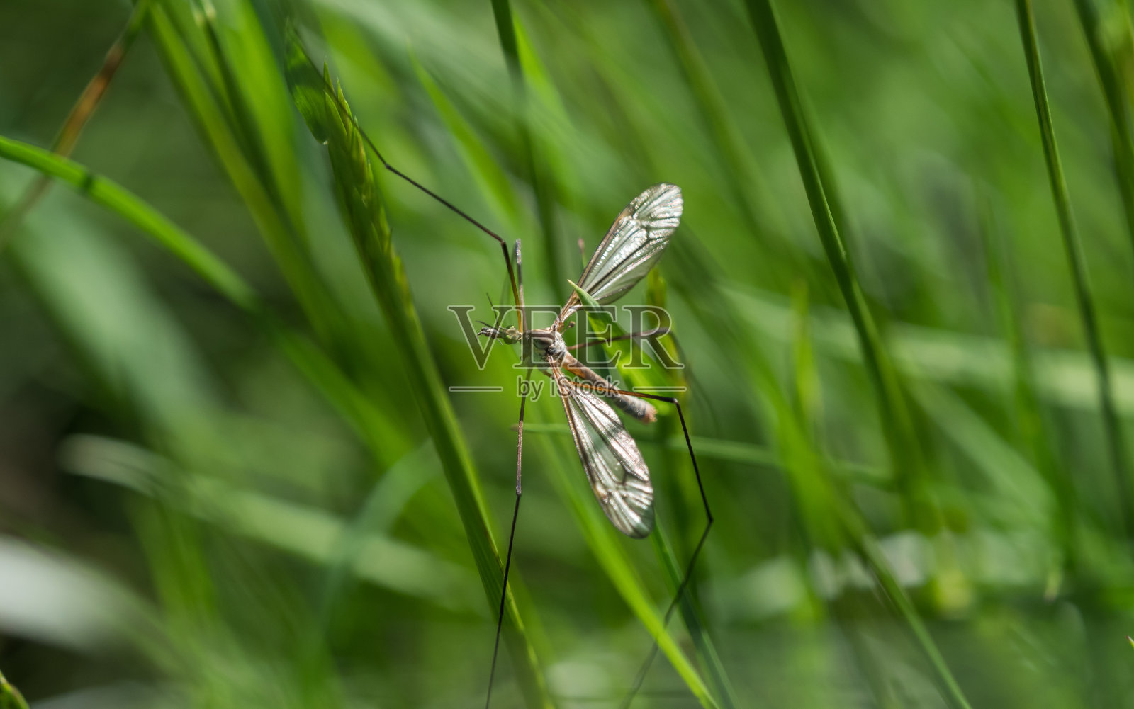 萨尔州的春天,一只可恶的蚊子照片摄影图片