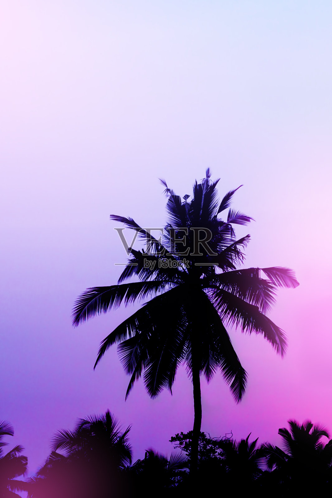 椰子叶的剪影在日落的背景照片摄影图片