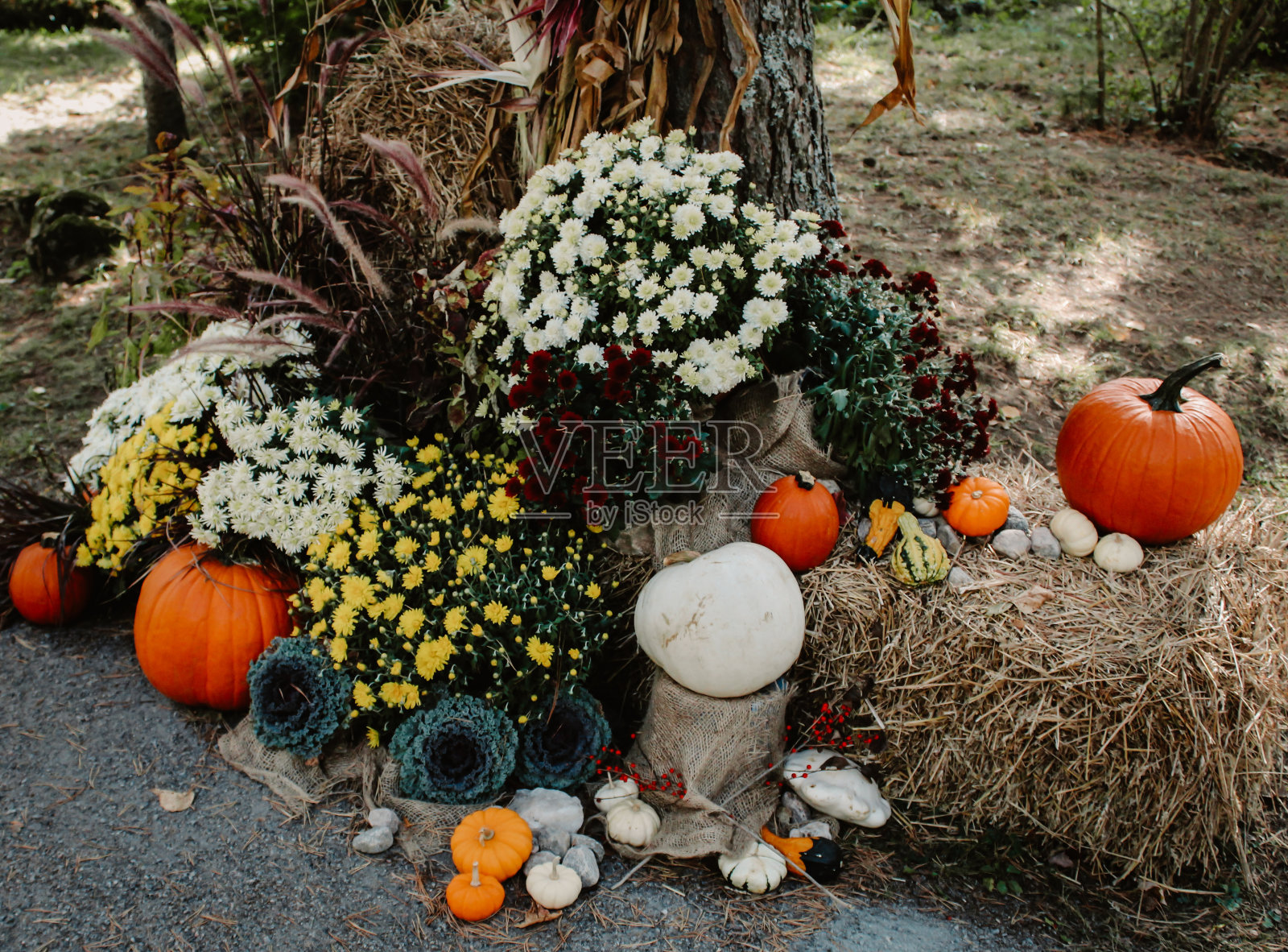 秋天树叶在加拿大国家公园照片摄影图片