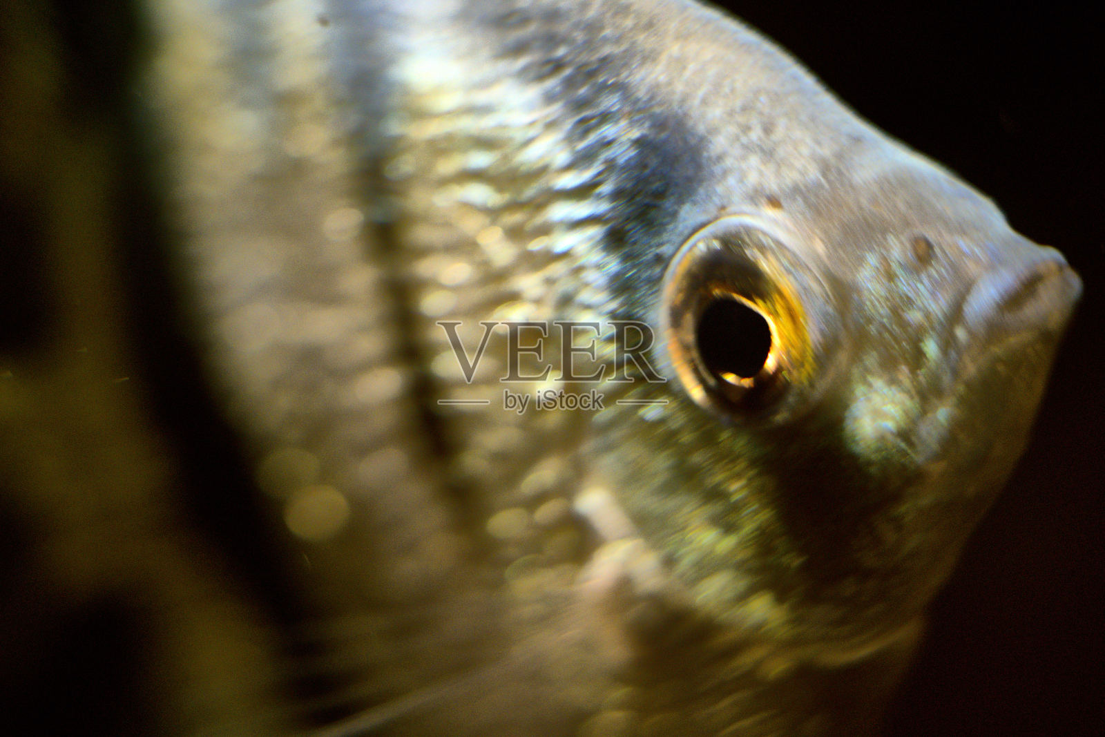 美丽的水族鱼特写。热带鱼。照片摄影图片