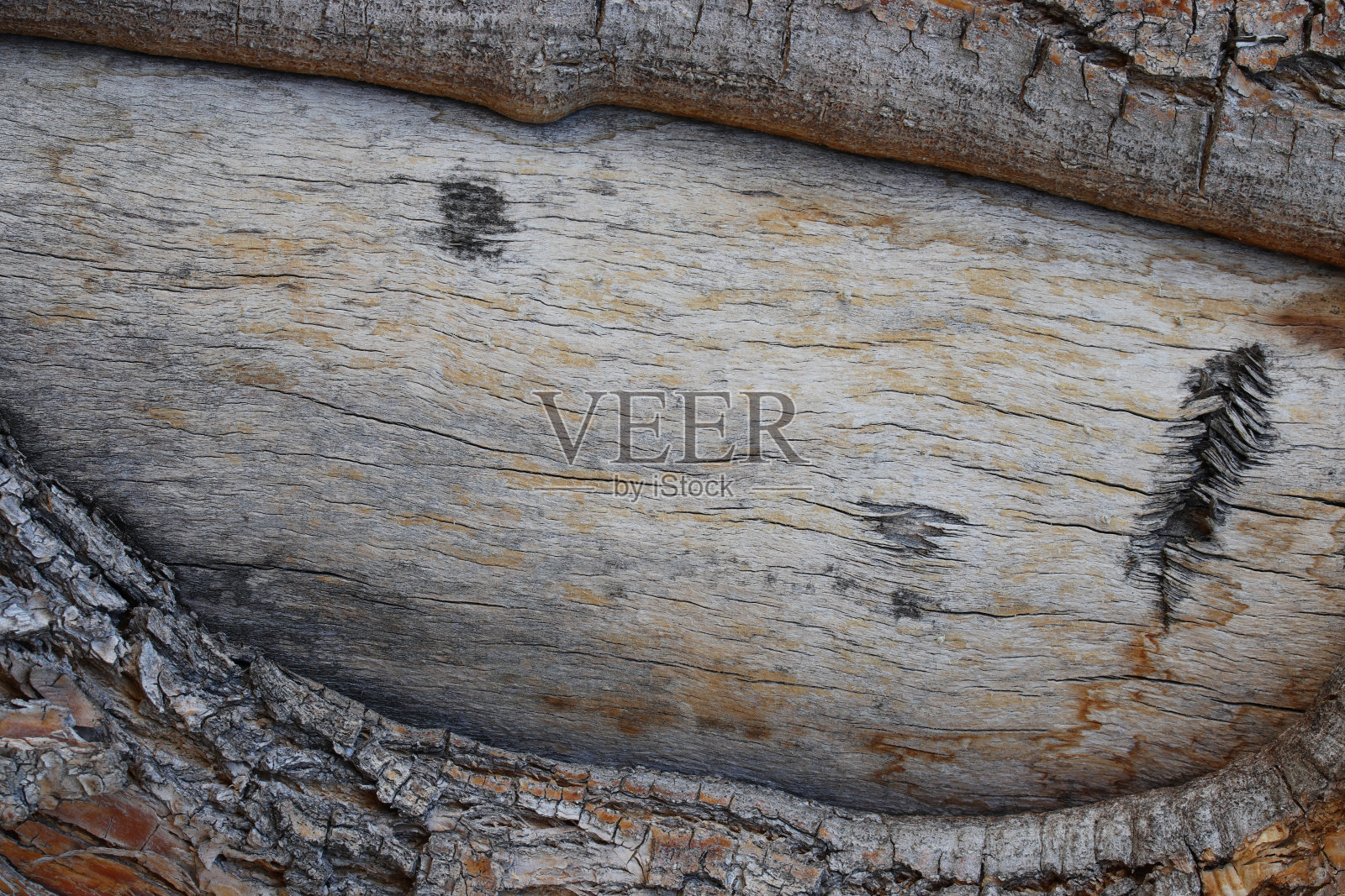 树皮背景特写照片摄影图片