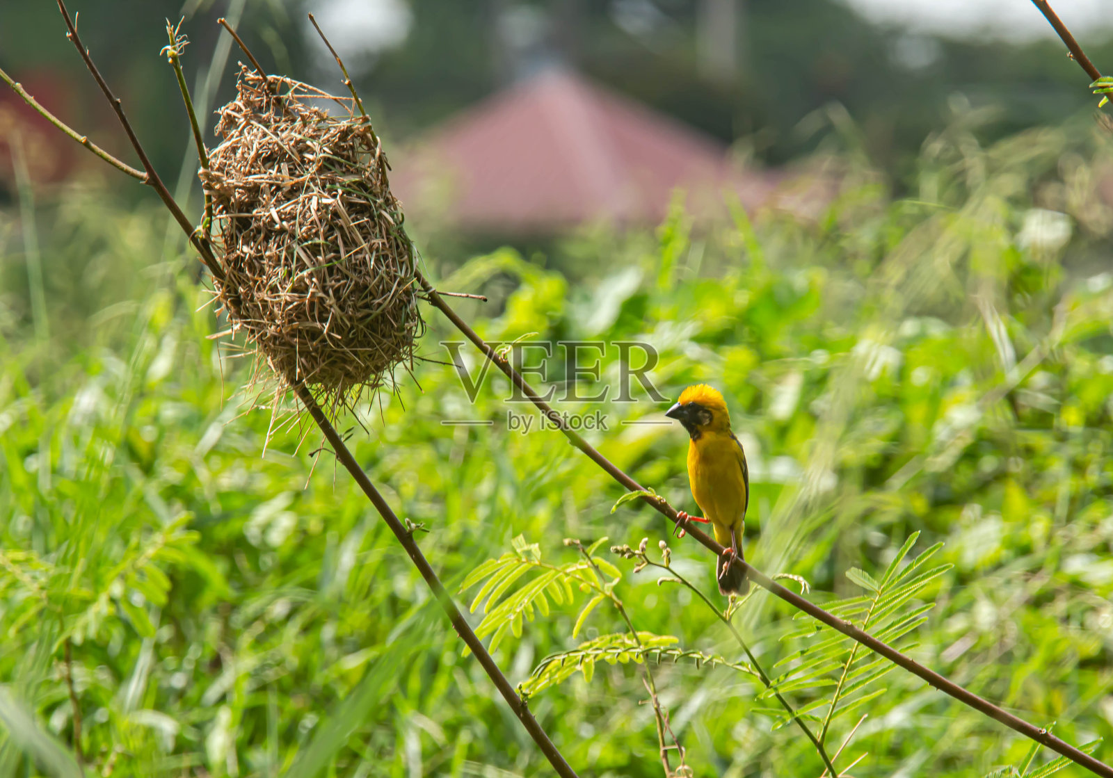 雀鸟图像(亚洲金织女星)照片摄影图片