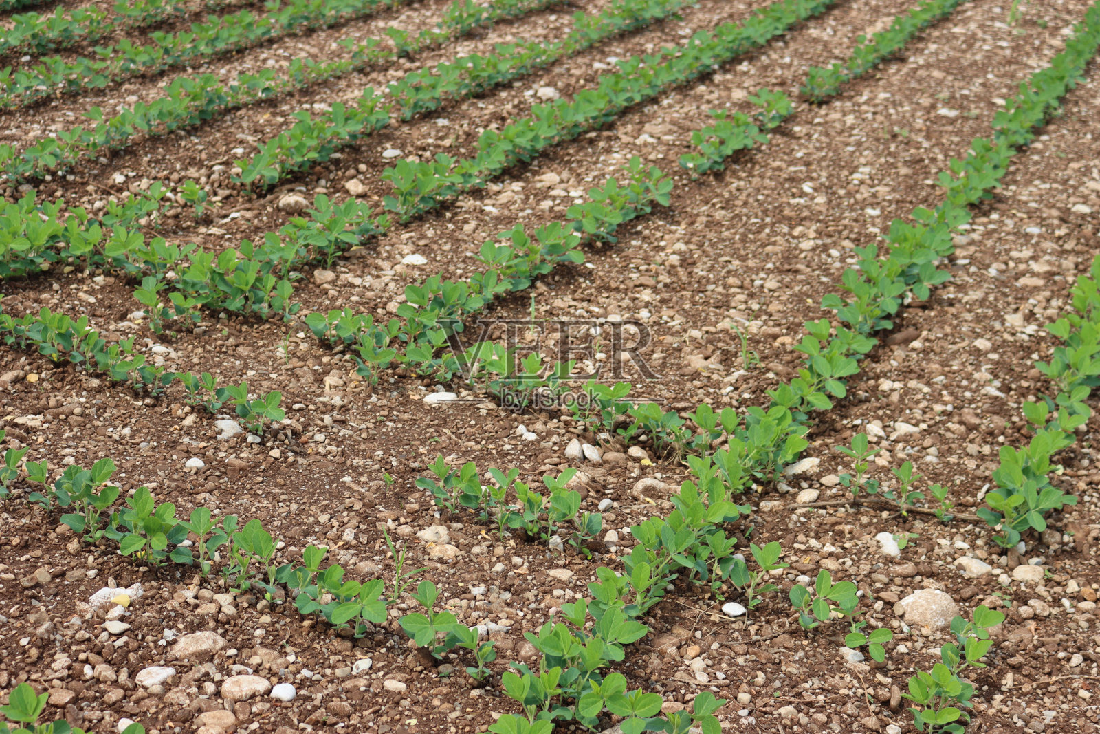 田间成行生长的绿色大豆植株照片摄影图片