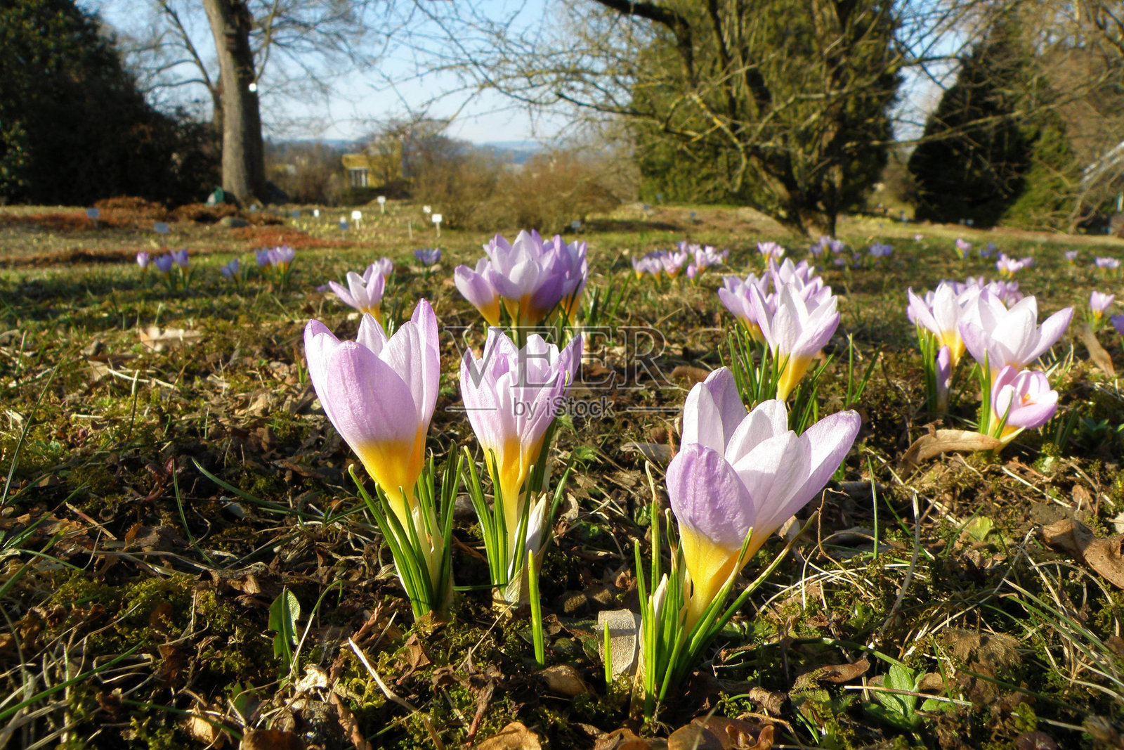 几番红花照片摄影图片