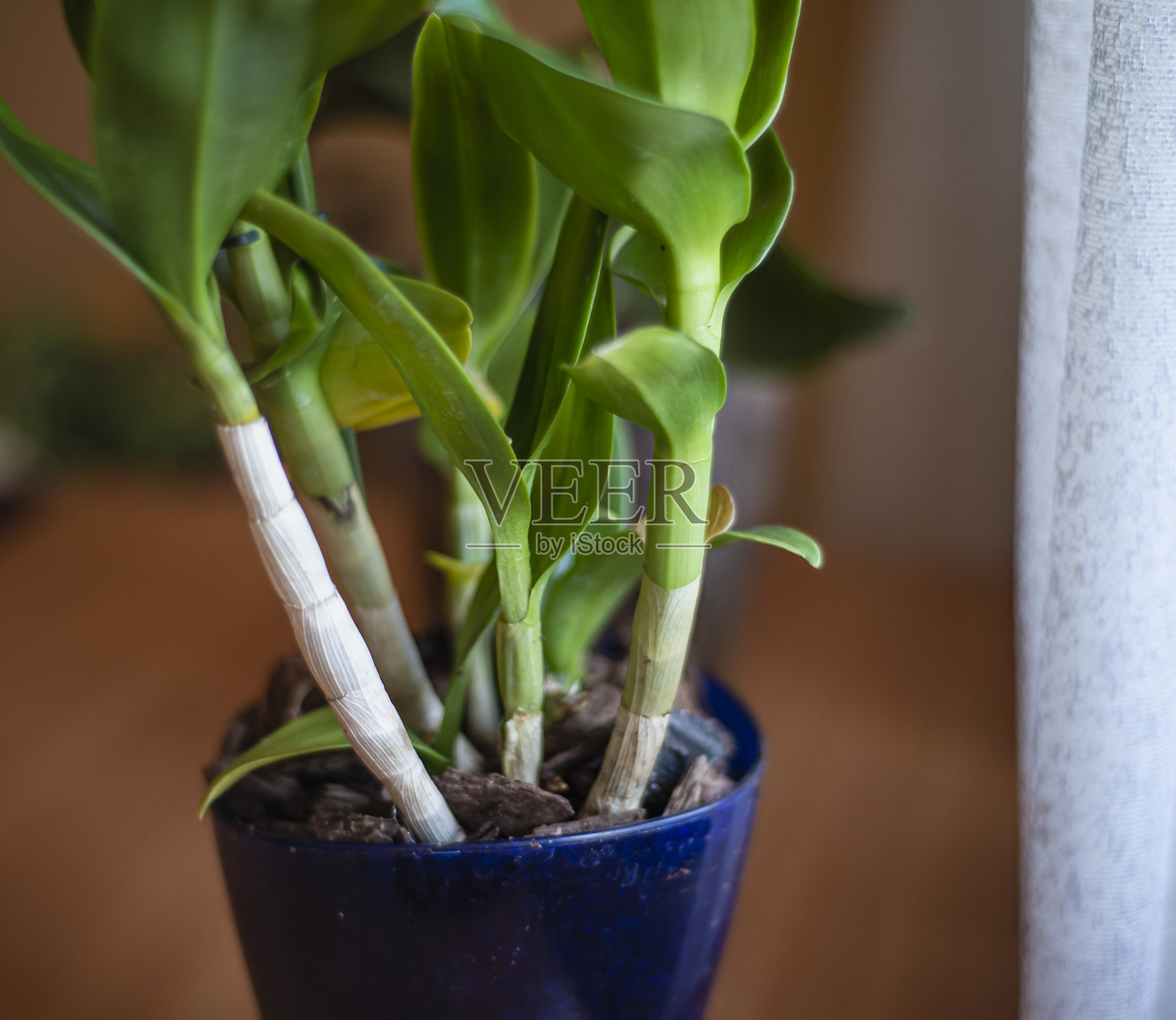 旺达兰花茎和花,生长和照顾家庭兰花照片摄影图片