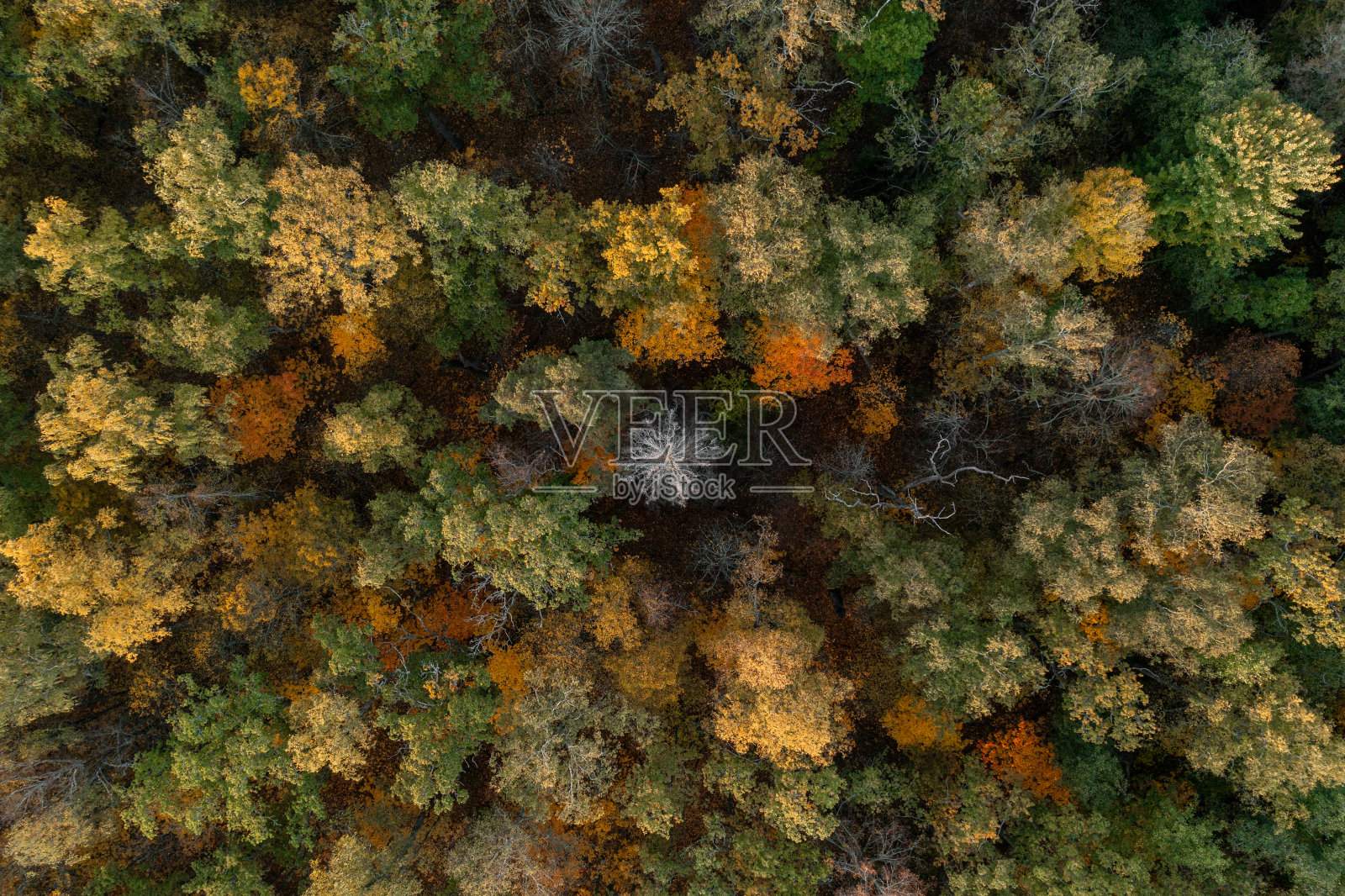 鸟瞰郁郁葱葱的秋天树叶的森林照片摄影图片