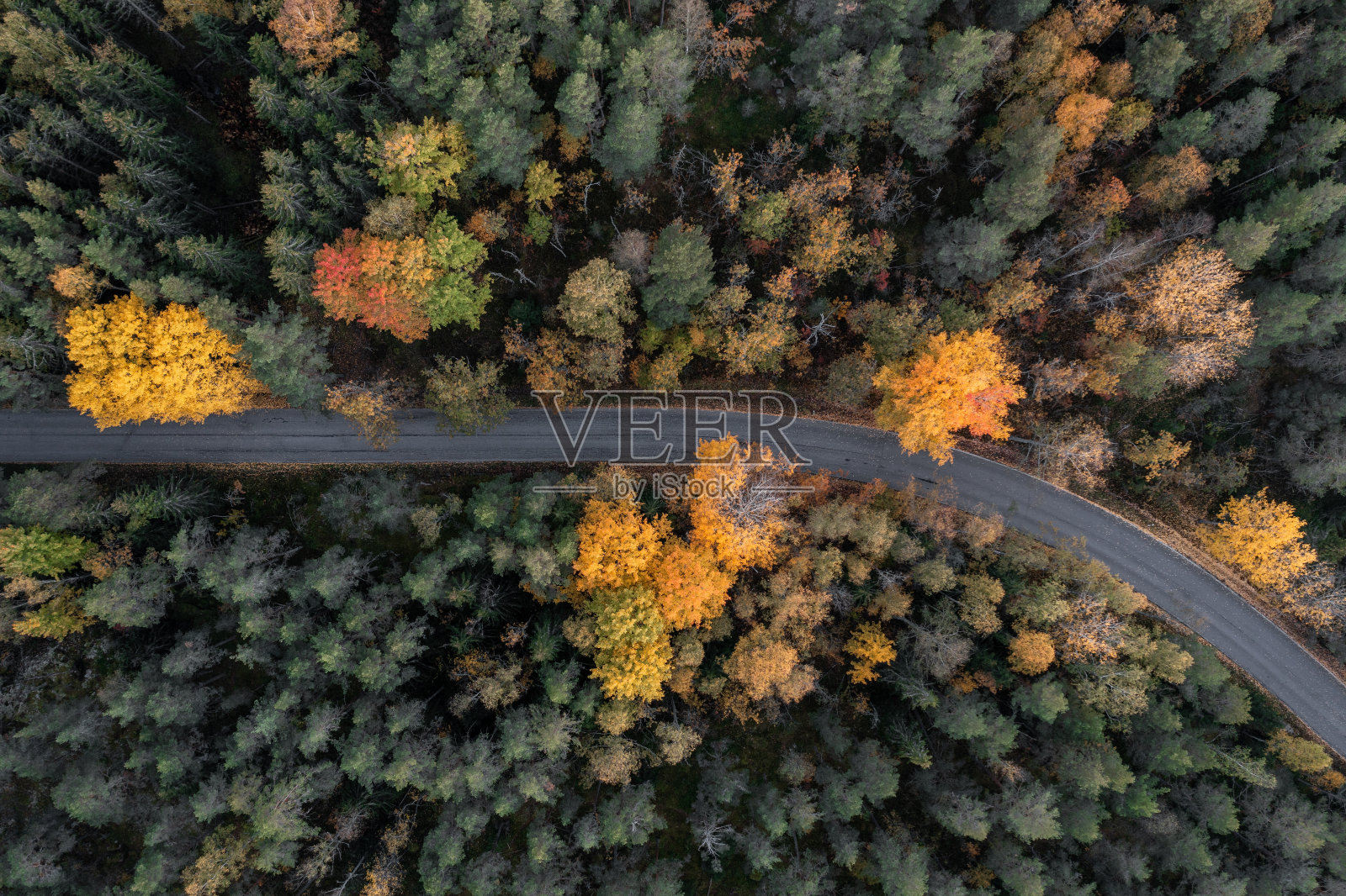 森林里一条有树叶的路。照片摄影图片