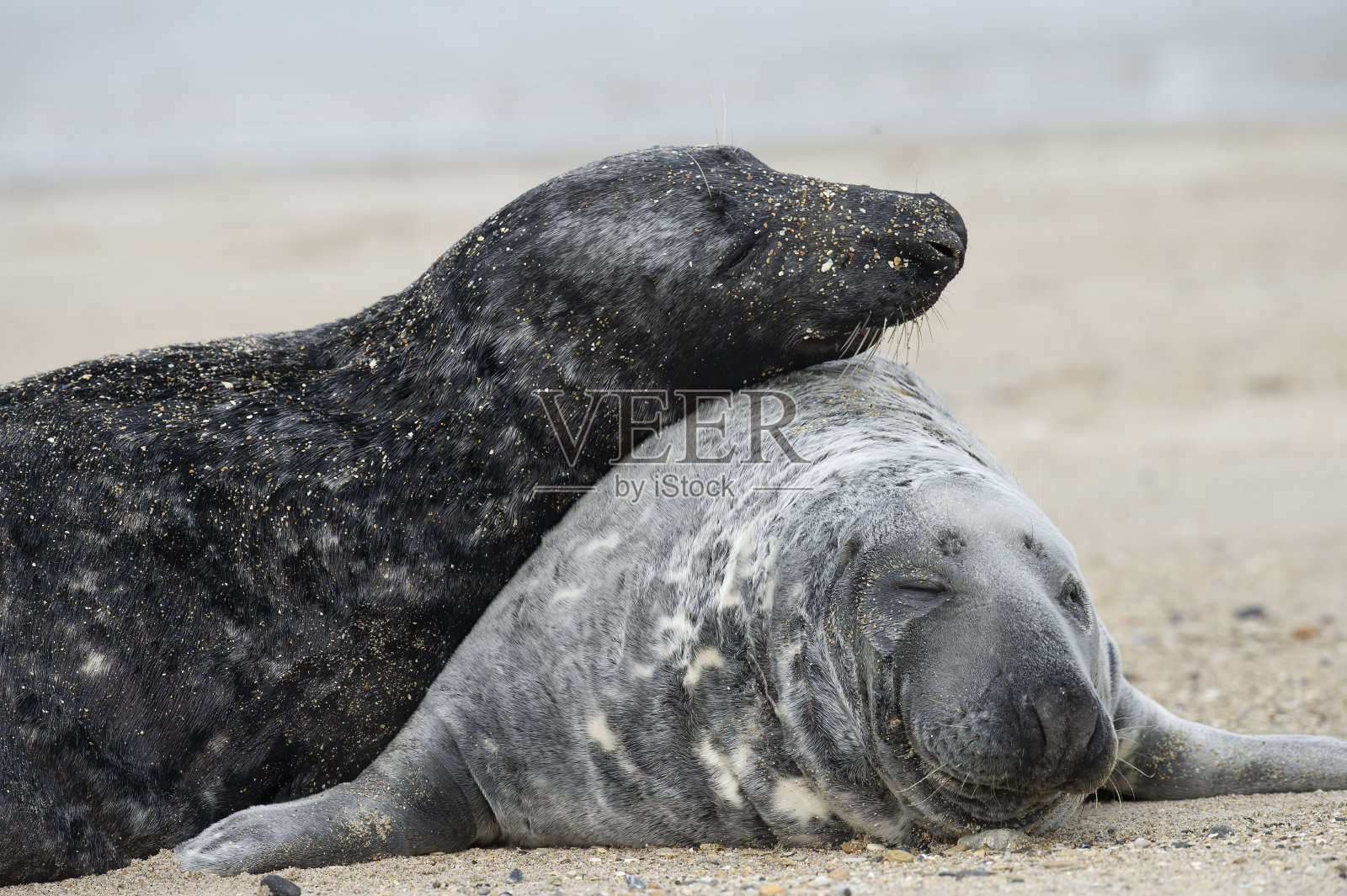 灰色印章(哈利荷鲁斯·格里普斯)照片摄影图片