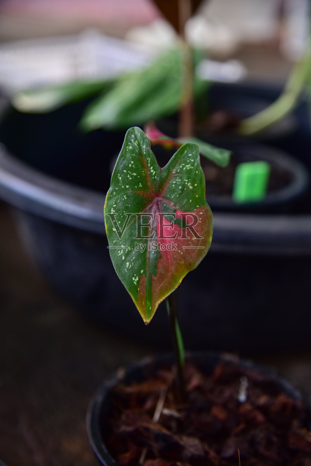 花式叶冠在自然界中的颜色。照片摄影图片