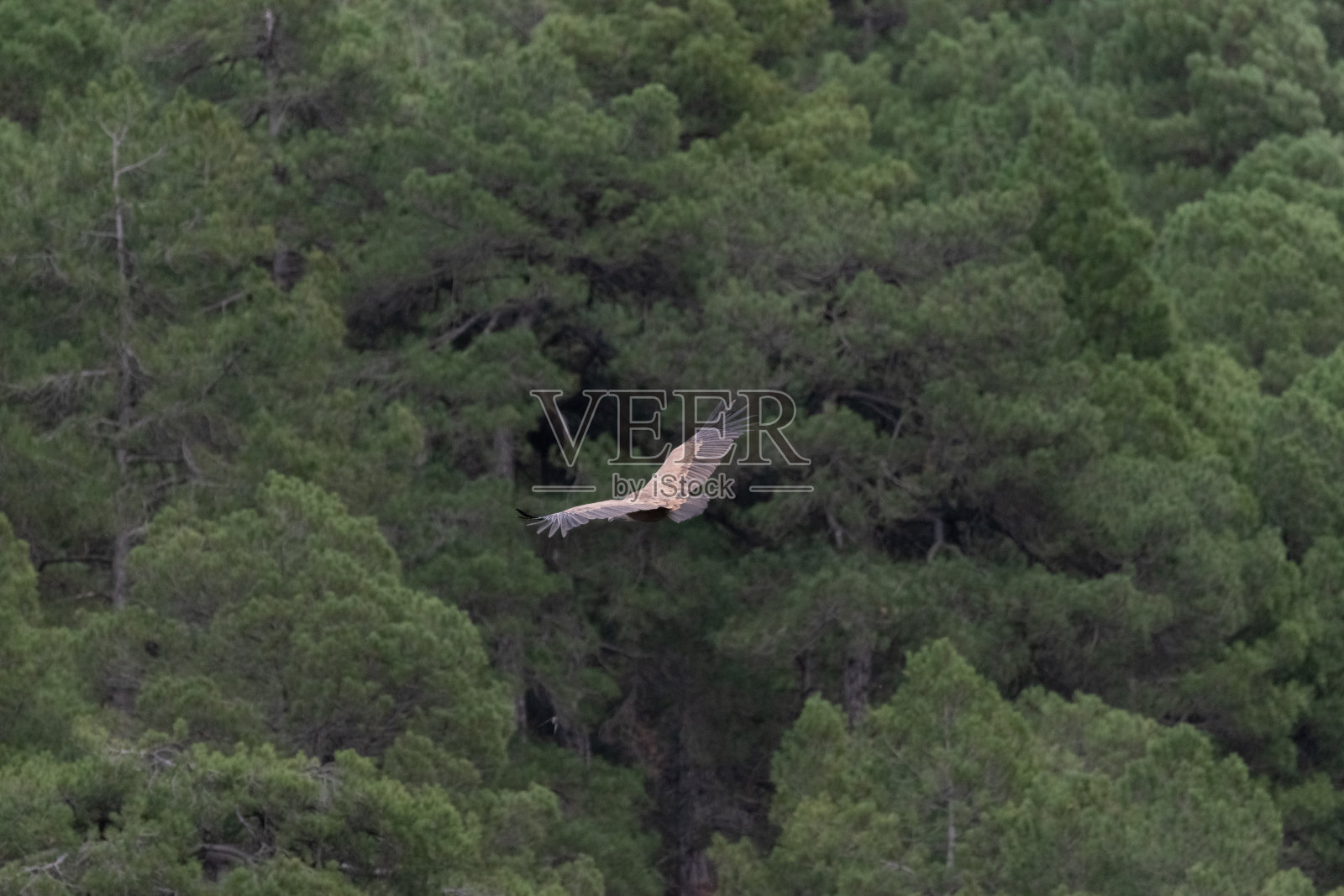 兀鹫飞近了照片摄影图片