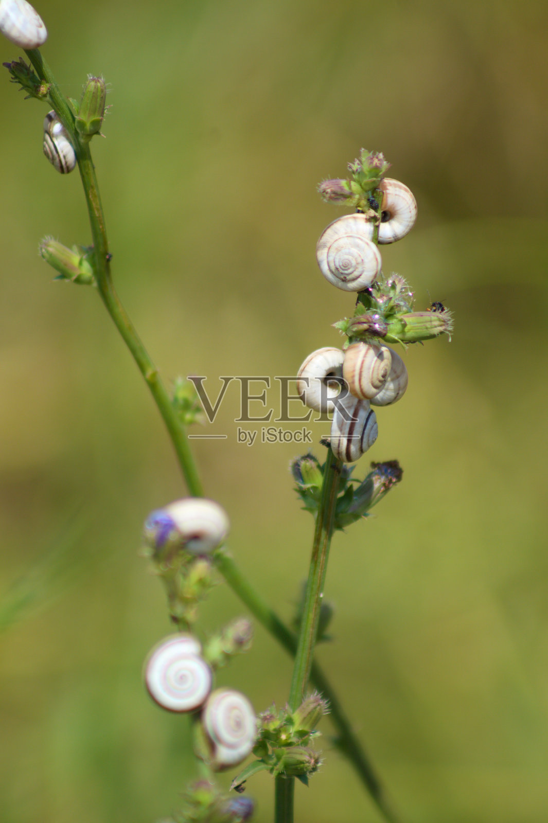 多个蜗牛在普通菊苣特写视野与模糊的背景照片摄影图片